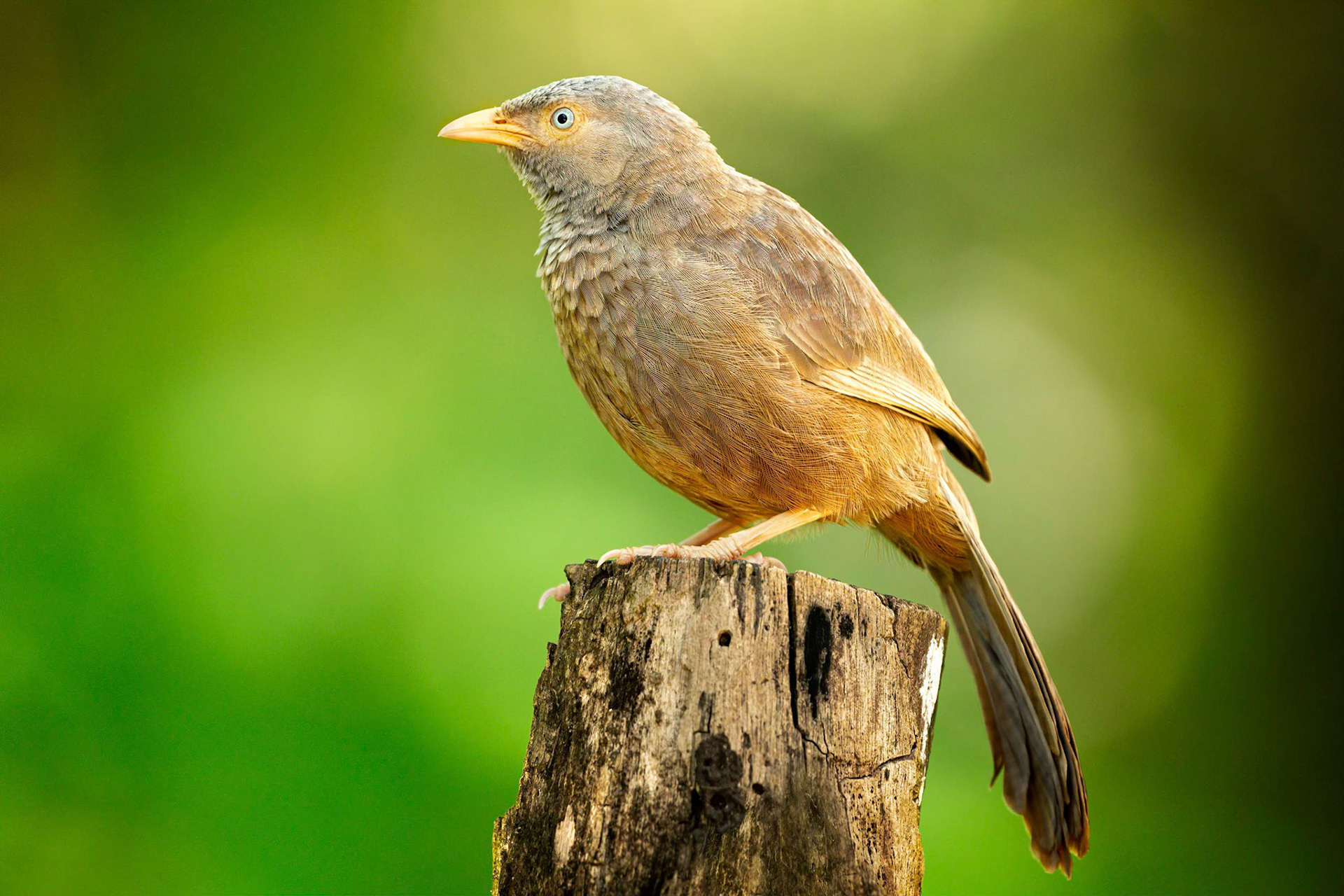 Yellow-billed Babbler (Tissa, Sri Lanka)