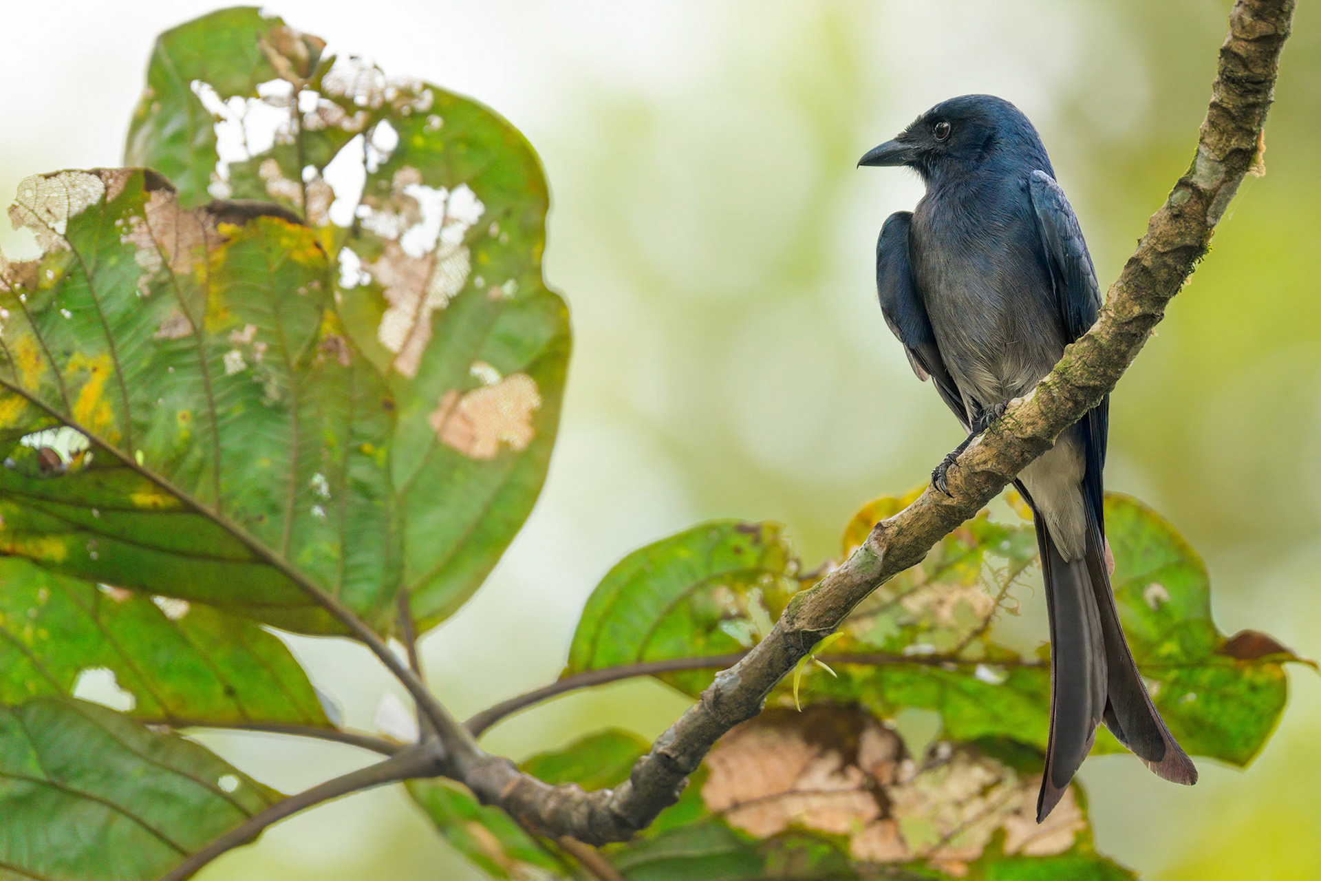 White-bellied Drongo (Kalawana, Sri Lanka)