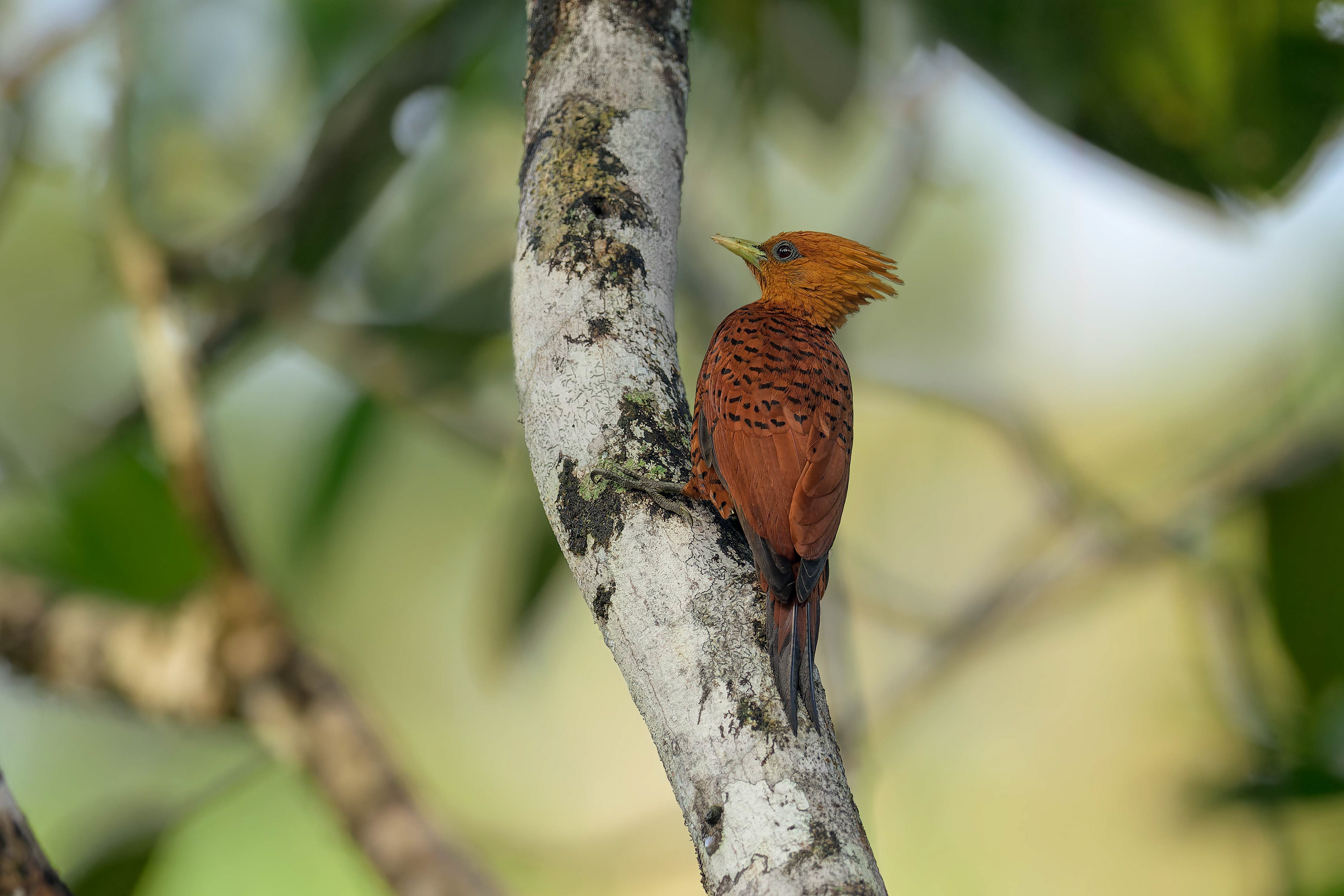Chestnut-colored Woodpecker (Boca Tapada, Costa Rica)