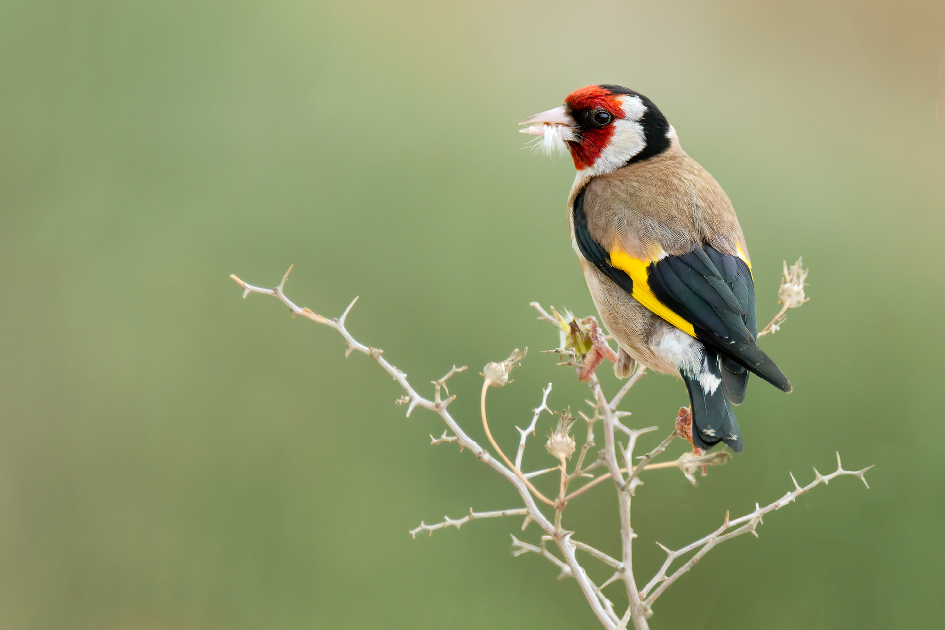bird, European goldinch, Porto Conte, Italy