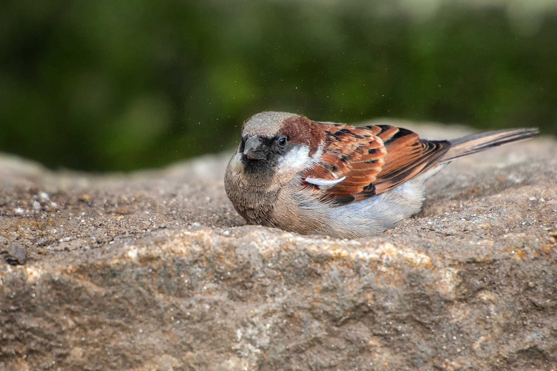 bird, house sparrow, Nuwara Eliya, Sri Lanka