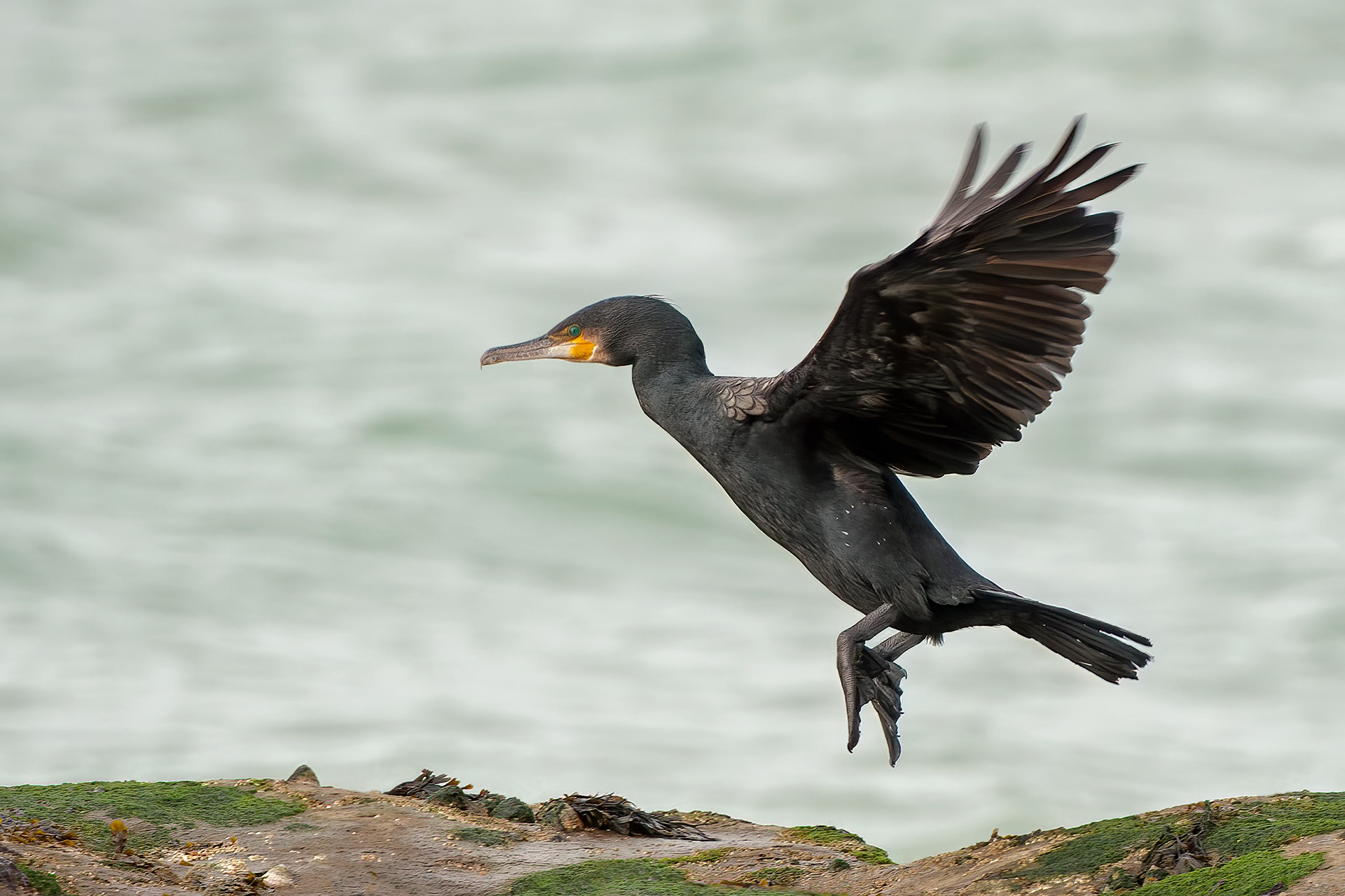 bird, great cormorant, Escalles, France