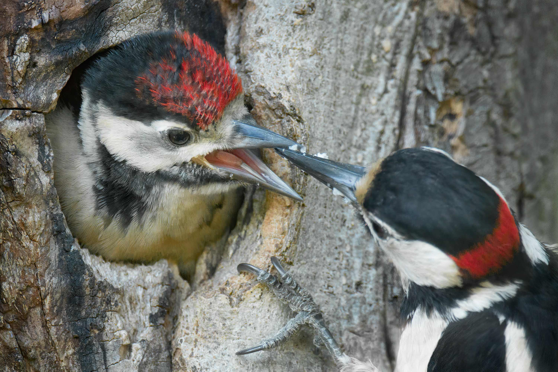 bird, great spotted woodpecker, juvenile, Seneffe, Belgium