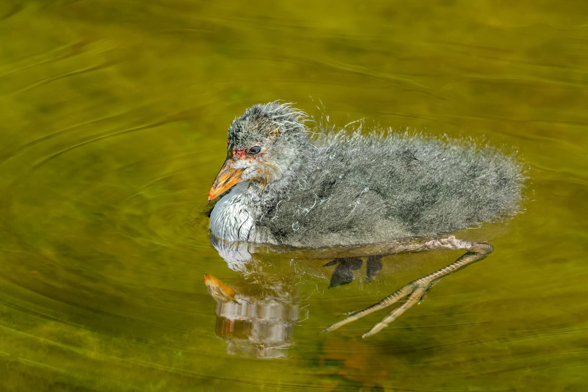 Eurasian Coot (Brussels, Belgium)