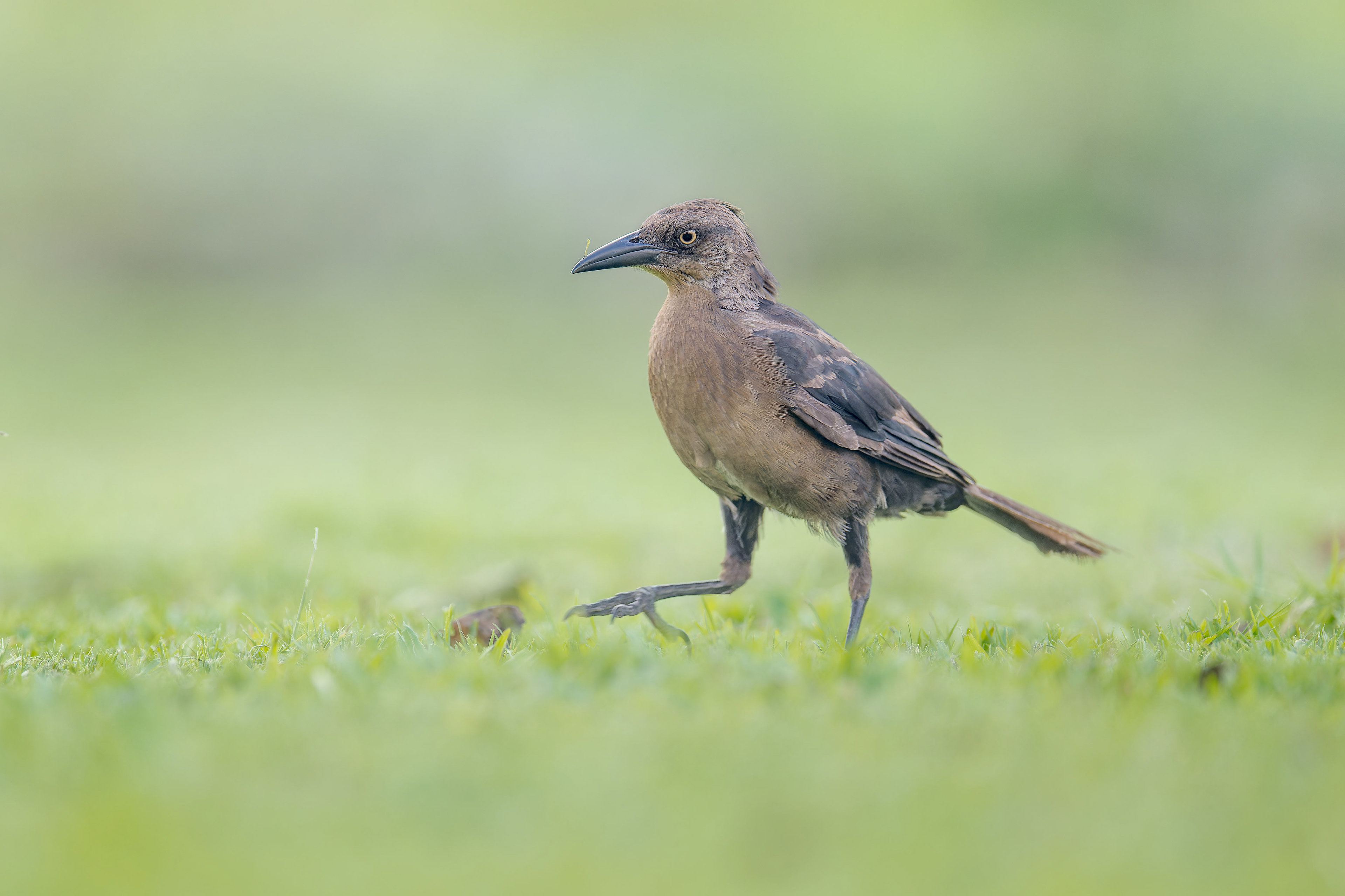 Great-tailed Grackle (San Jose, Costa Rica)