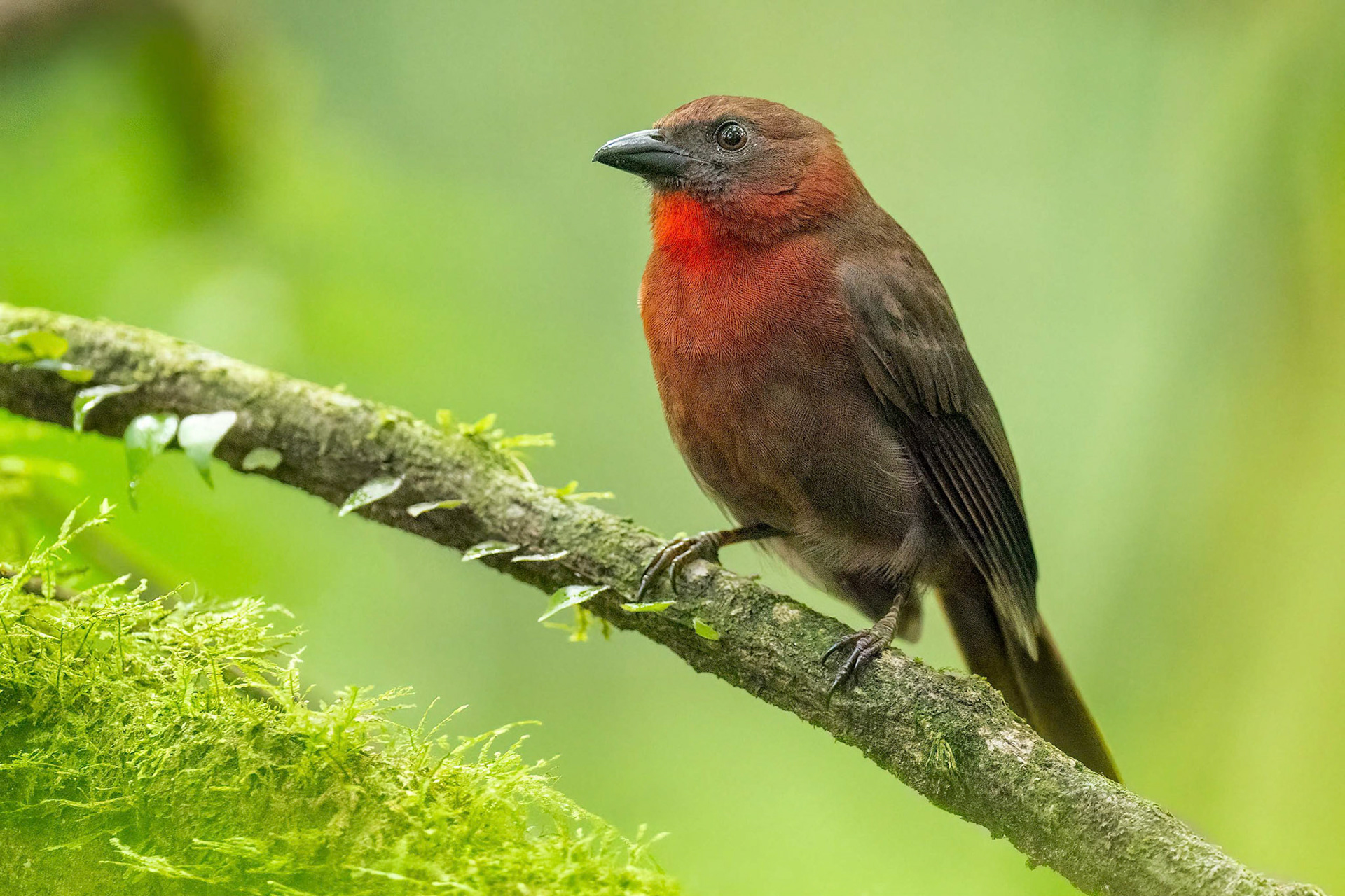 Red-Throated Ant-tanager (Arenal, Costa Rica)