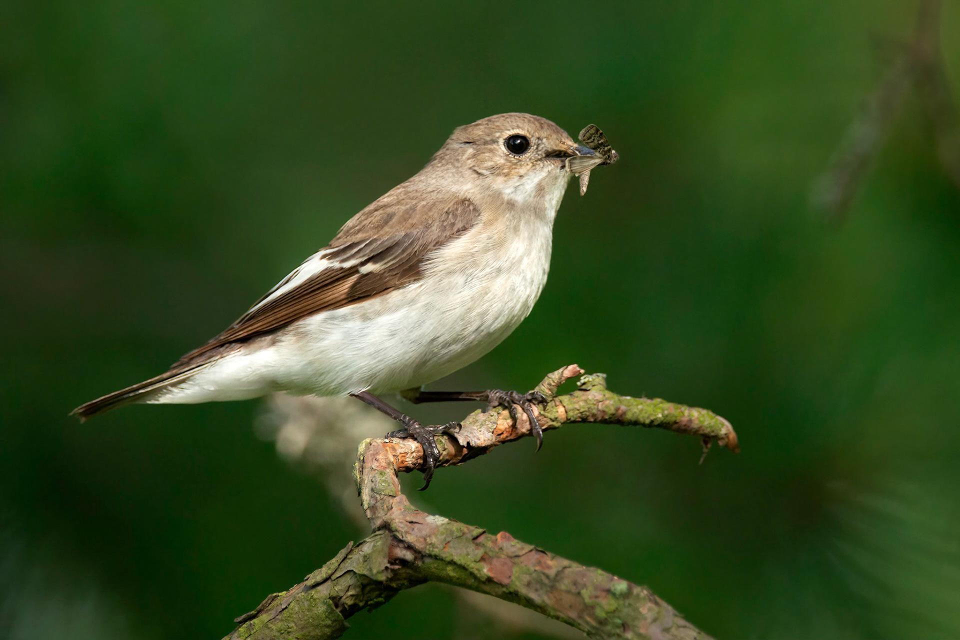 European Pied Flycatcher (Masku, Finland)