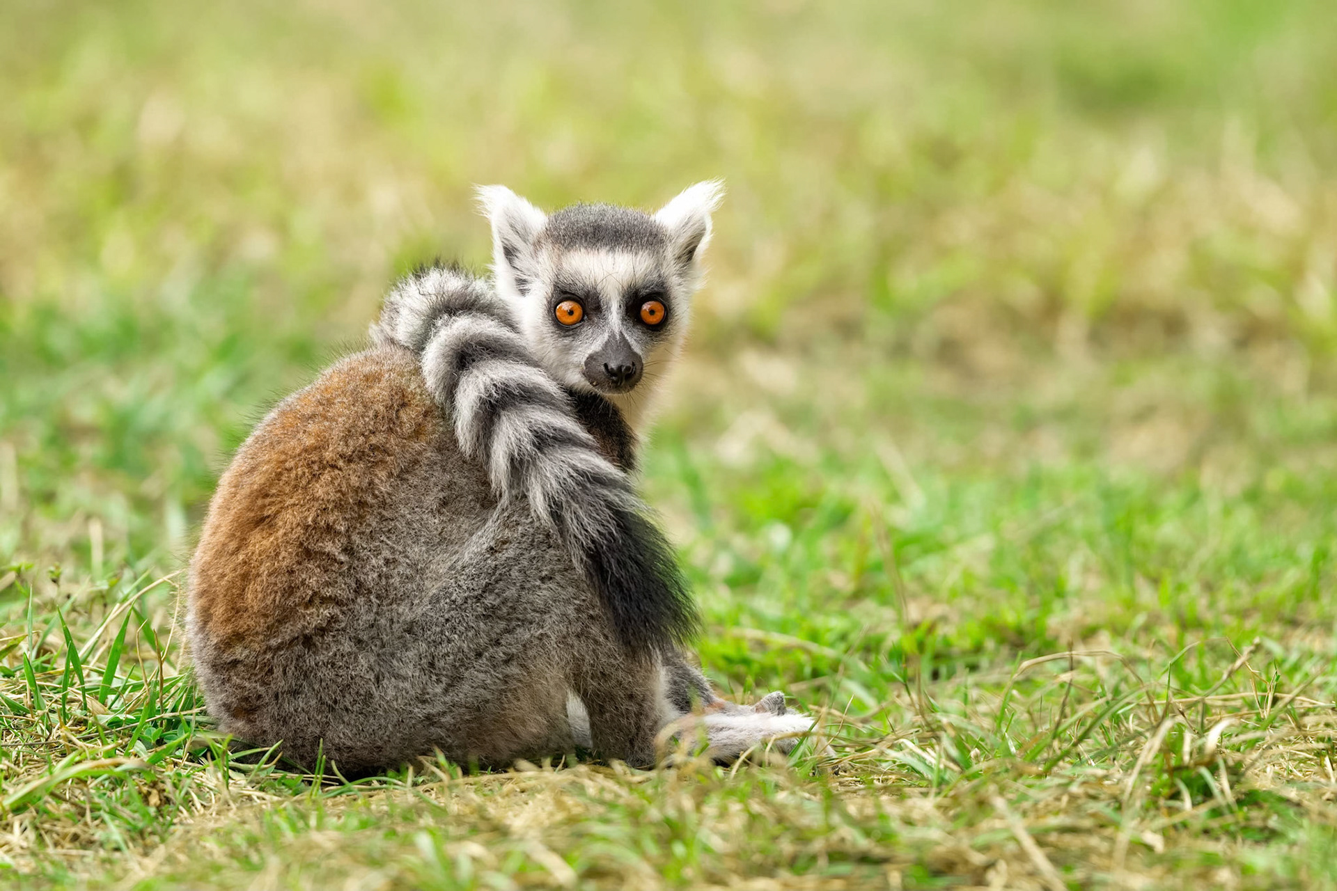 Ring-tailed Lemur (Clos Fontaine, France)