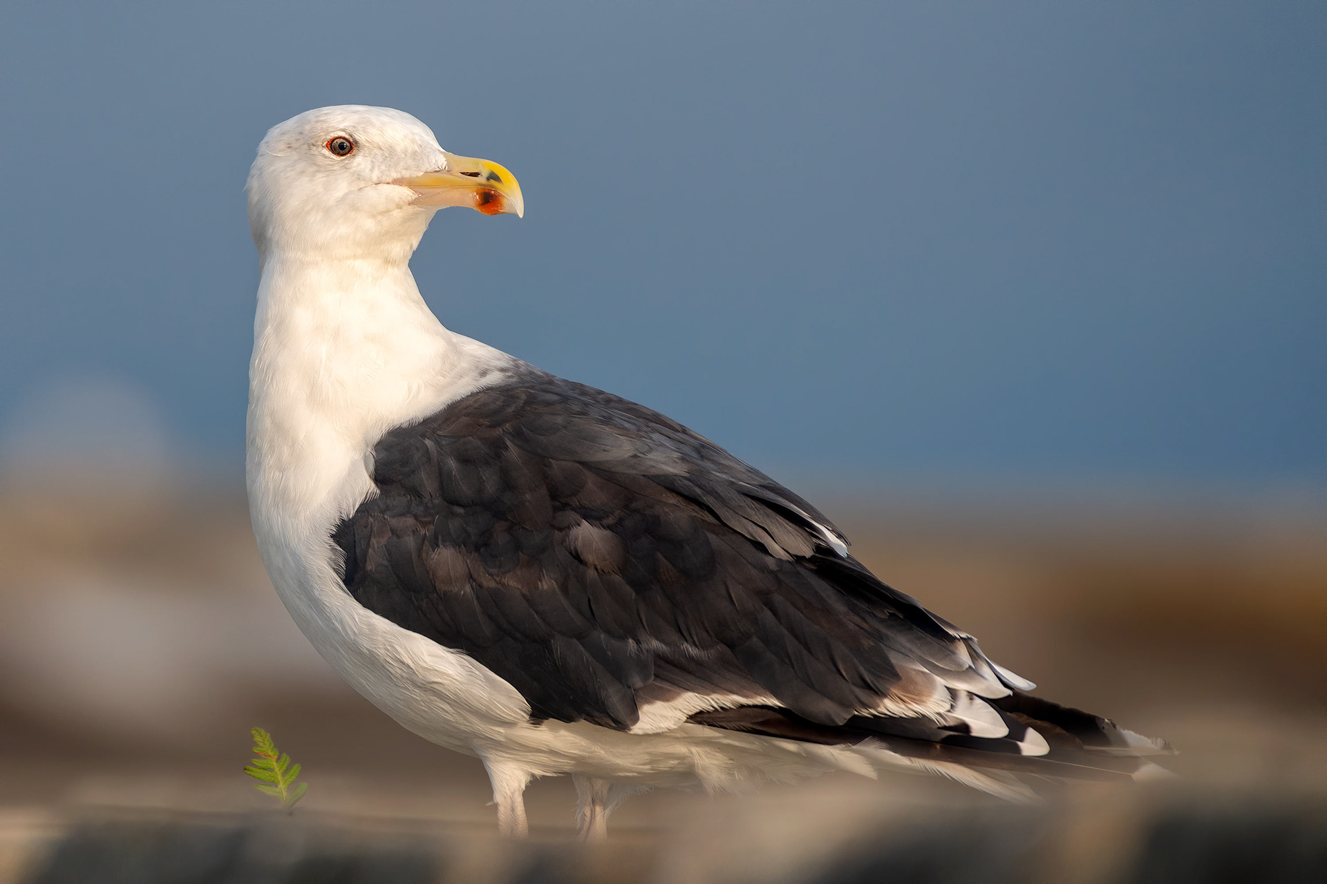 bird, great black-backed gull, Roscoff, France