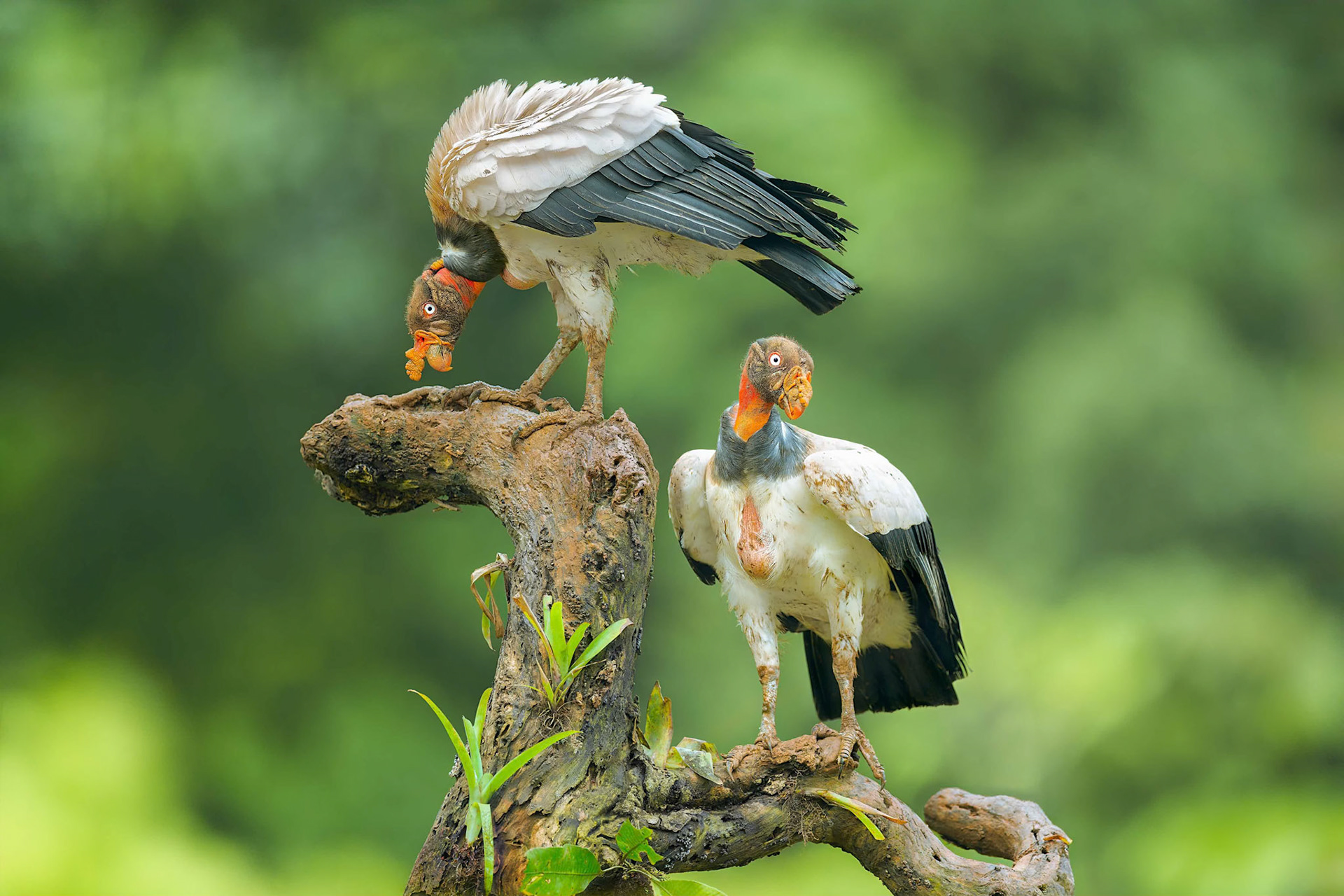 King Vulture (Boca Tapada, Costa Rica)