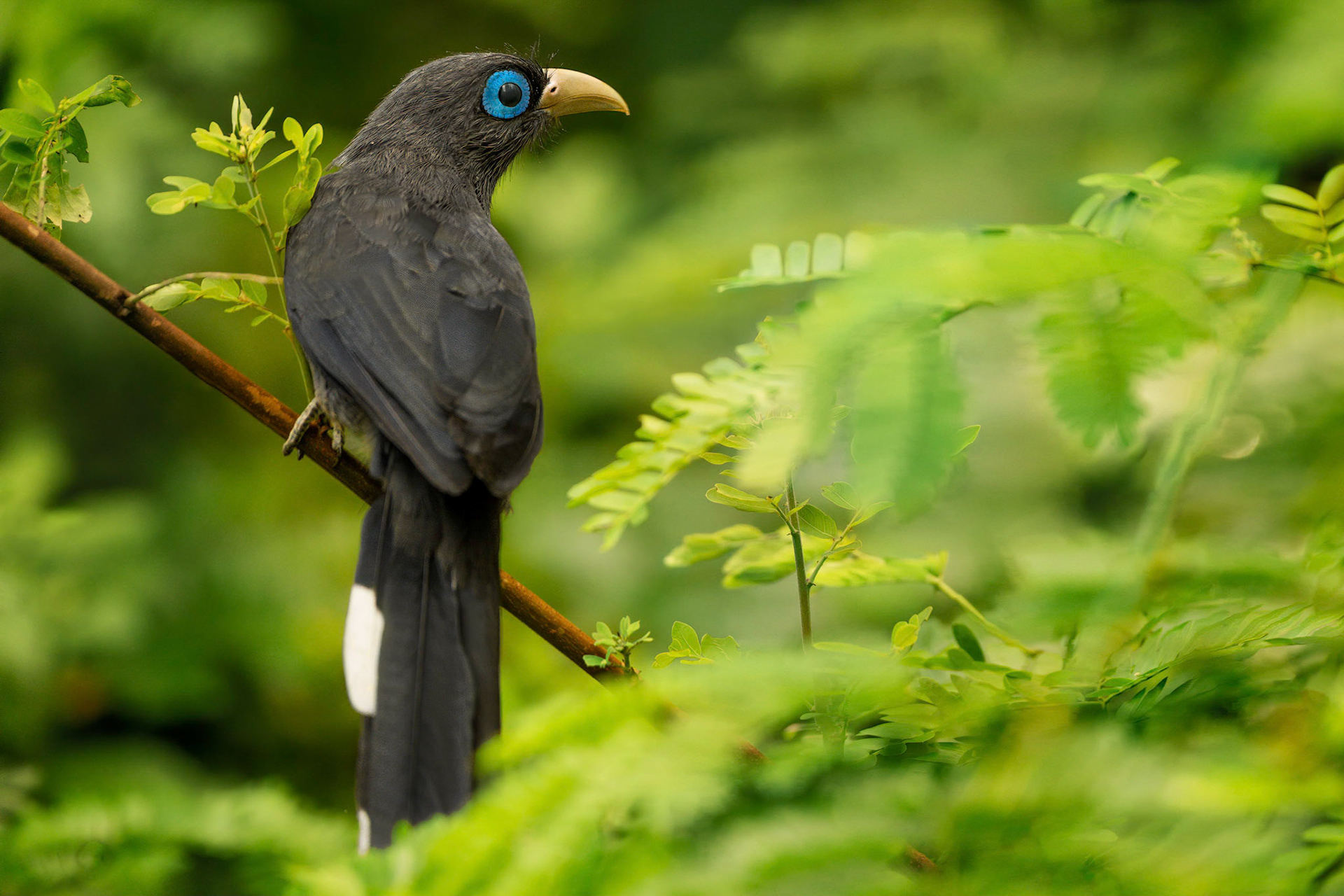 Blue-faced Malkoha (Tissamaharama, Sri Lanka)
