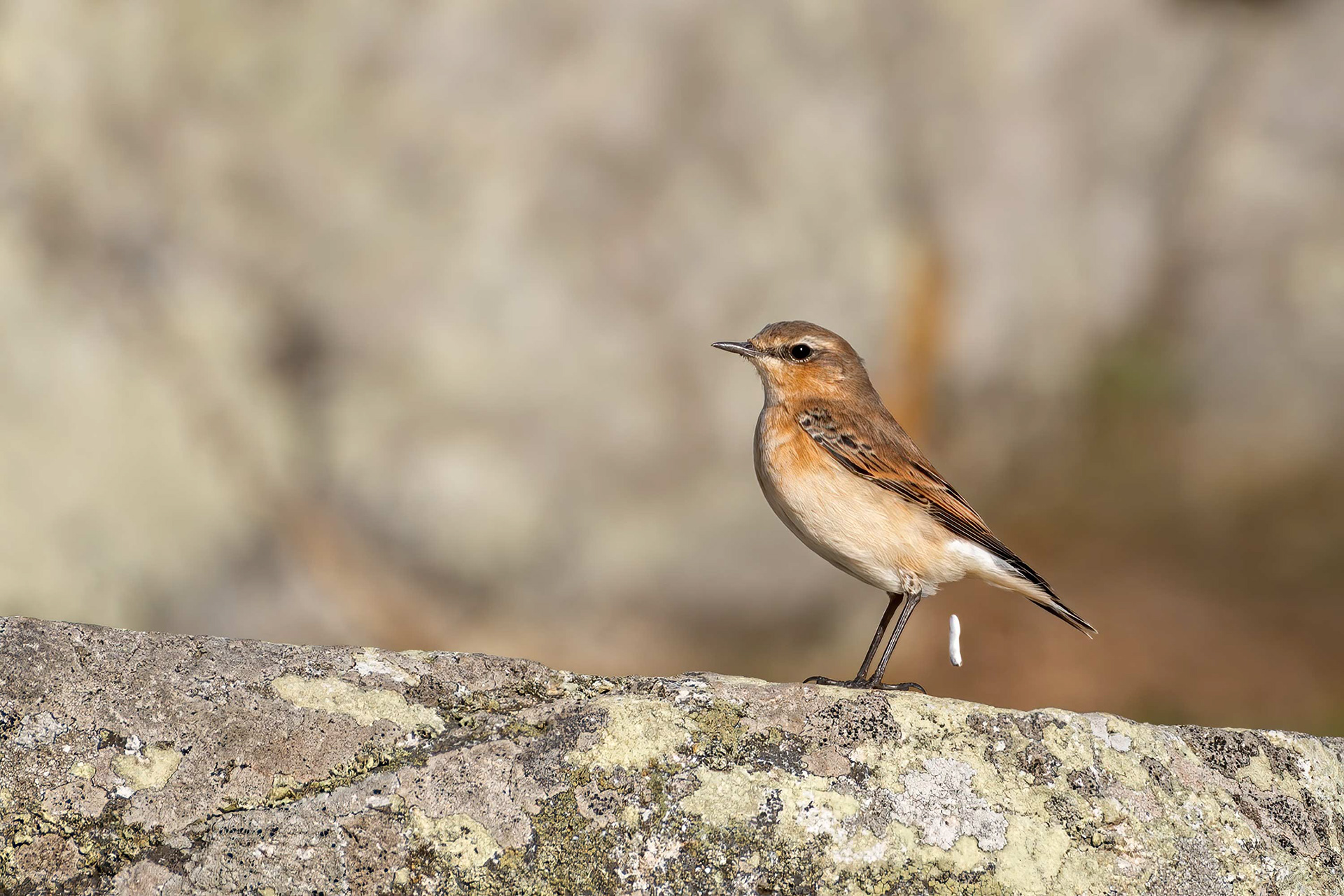 bird, European stonechat, female, Plougrescant, France