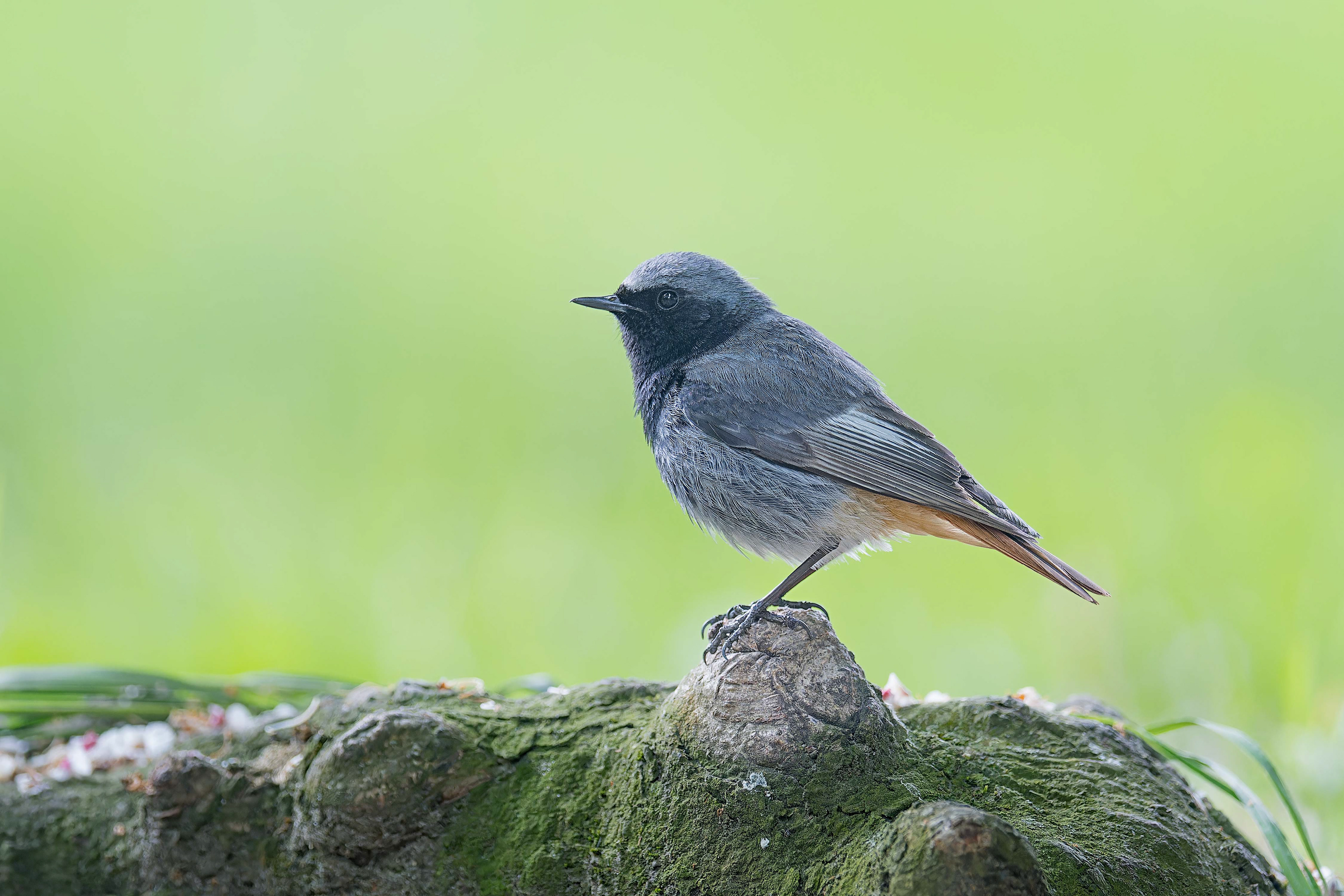Black Redstart (Trebon, Czech Republic)