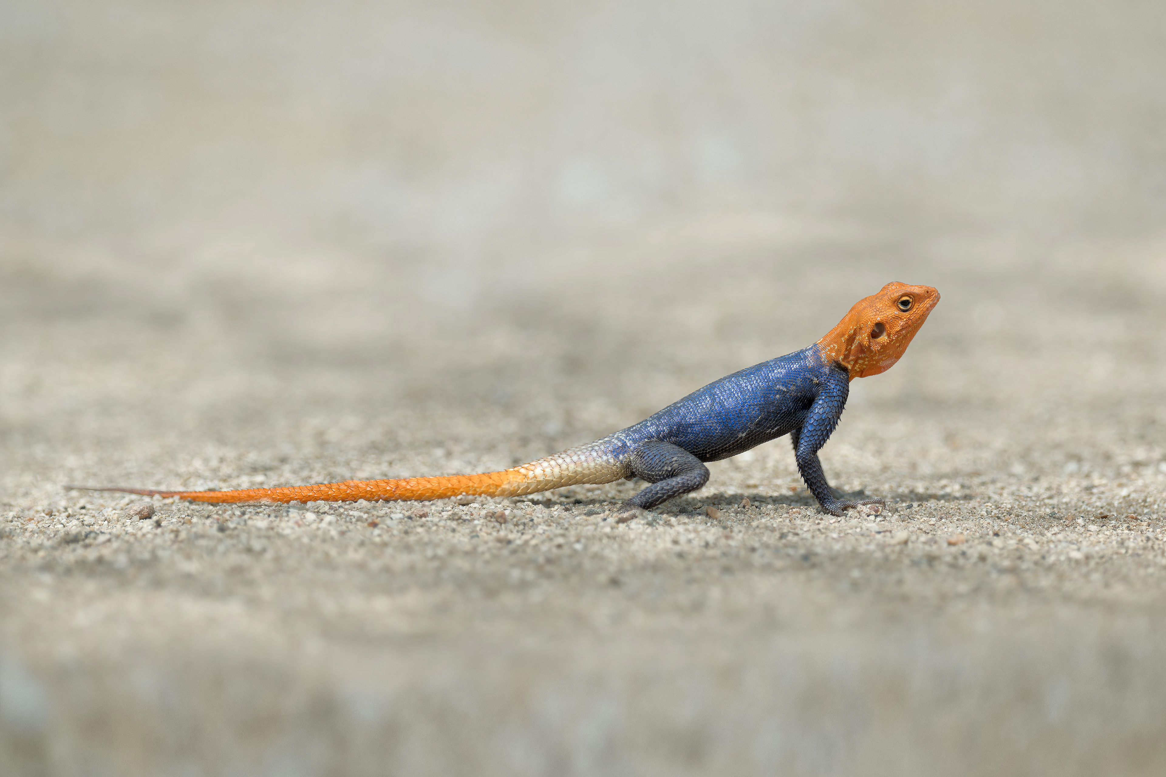 Namib Rock Agama (Omaruru, Namibia)