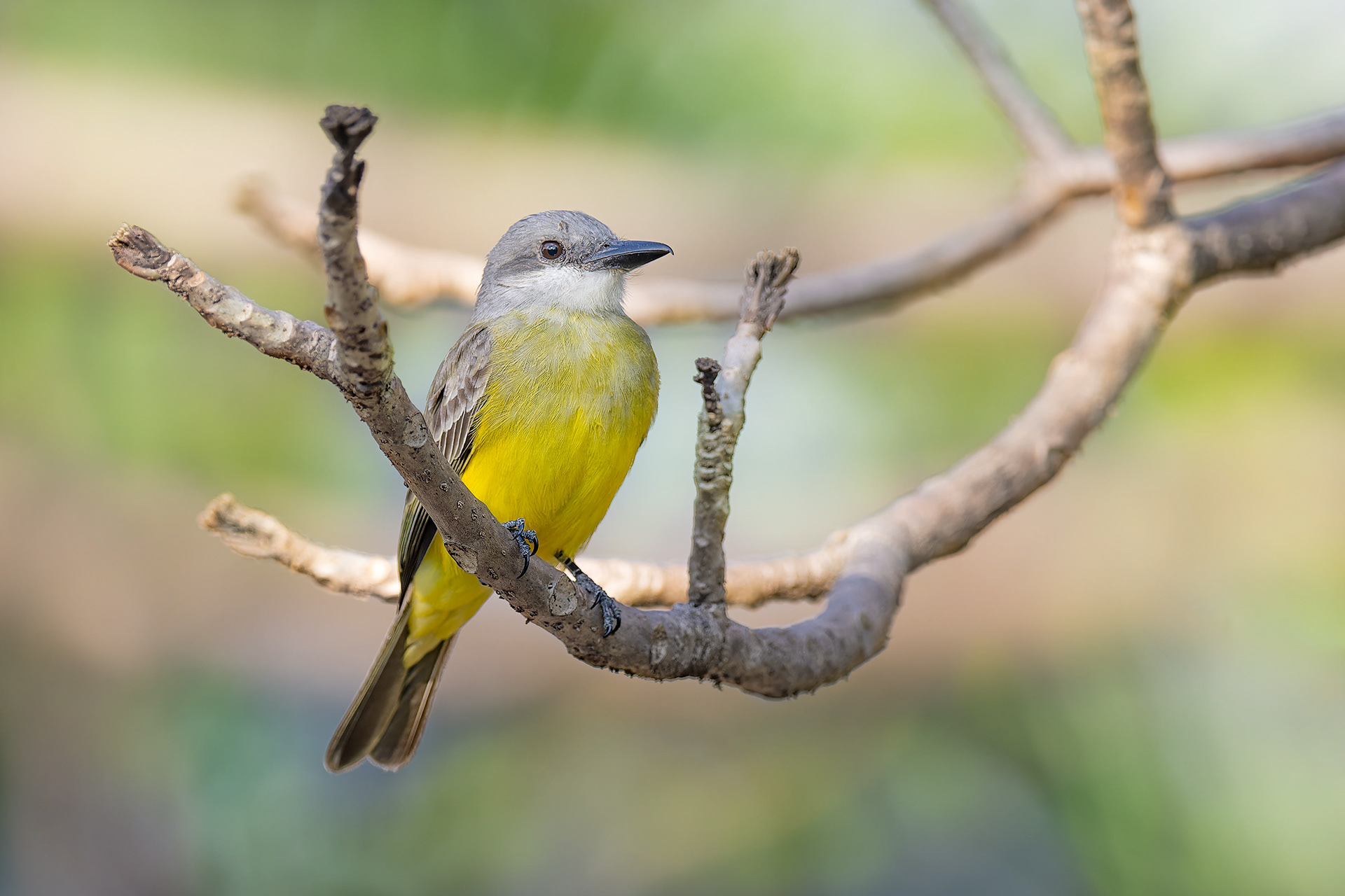 Tropical Kingbird (San Jose, Costa Rica)