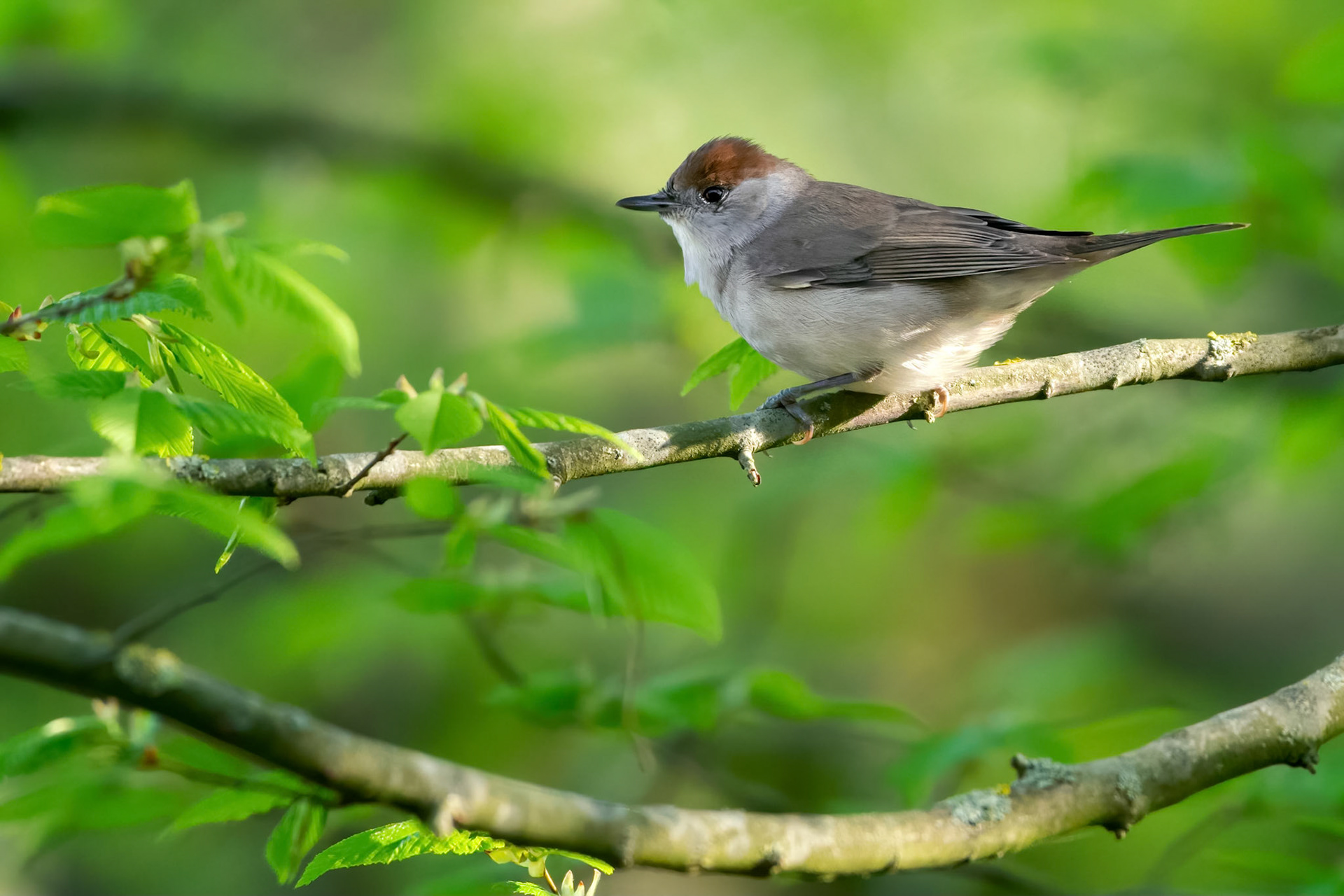 Eurasian Blackcap (Brussels, Belgium)