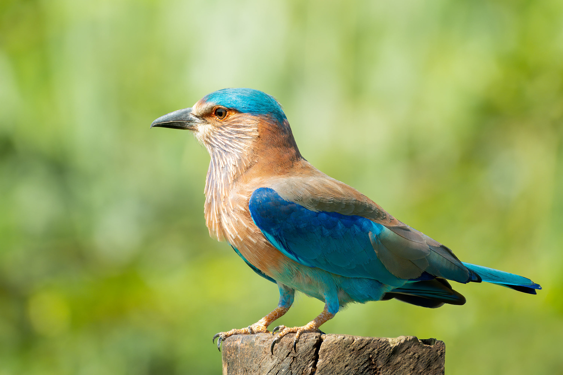 bird, Indian roller, Udawalawa, Sri Lanka