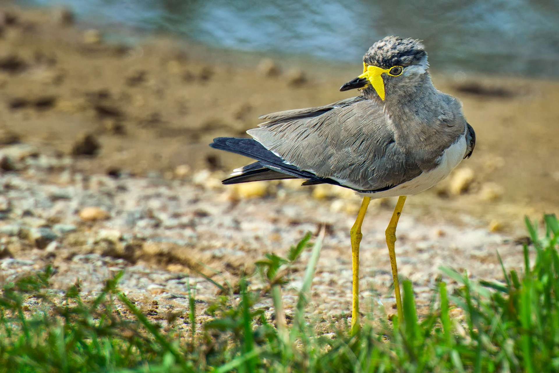 Yellow-wattled Lapwing (Bundala, Sri Lanka)