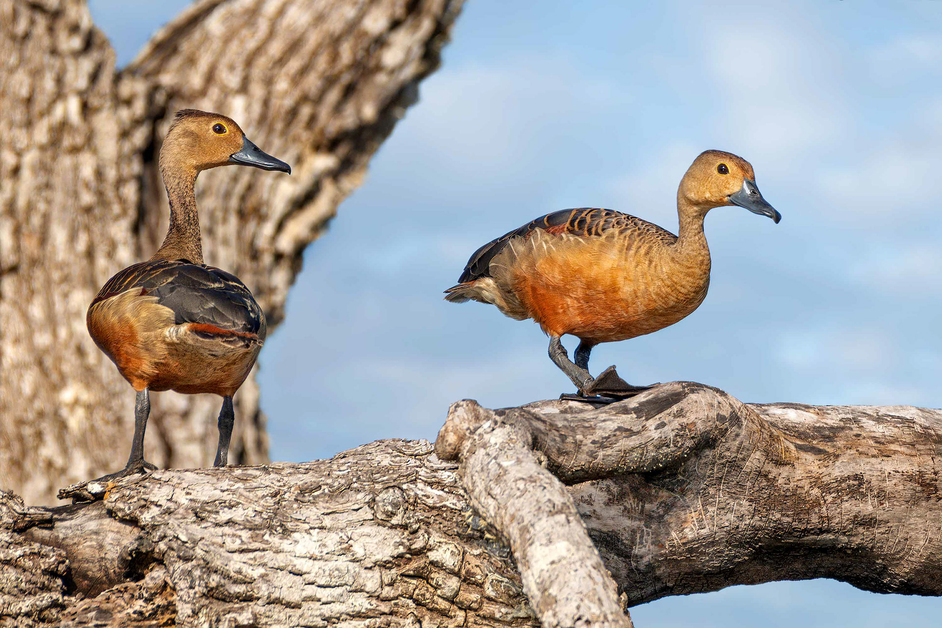 bird, lesser whistling duck, Udawalawa, Sri Lanka