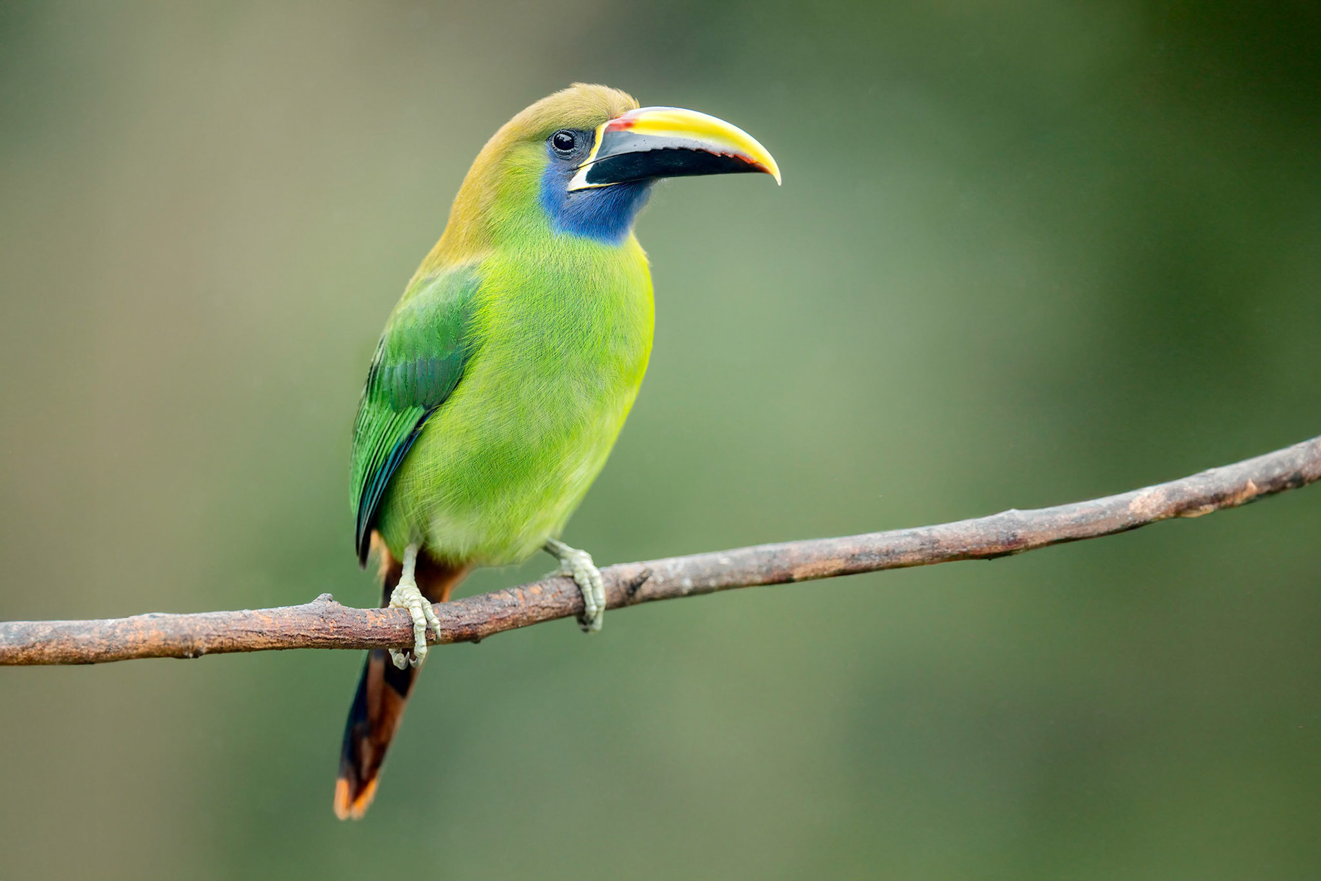 Northern Emerald-toucanet (Savegre, Costa Rica)