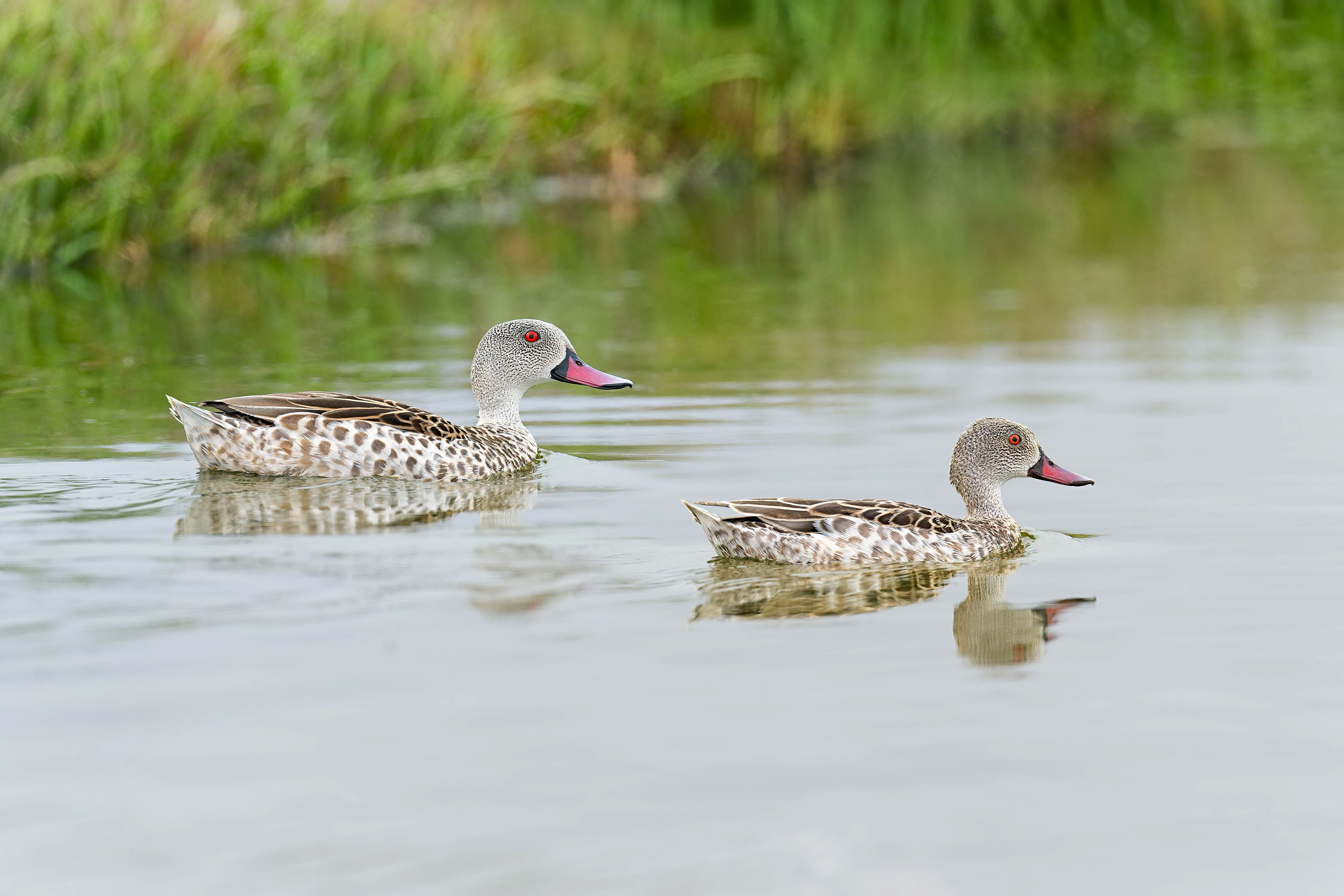Cape Teal (Walvis Bay, Namibia)