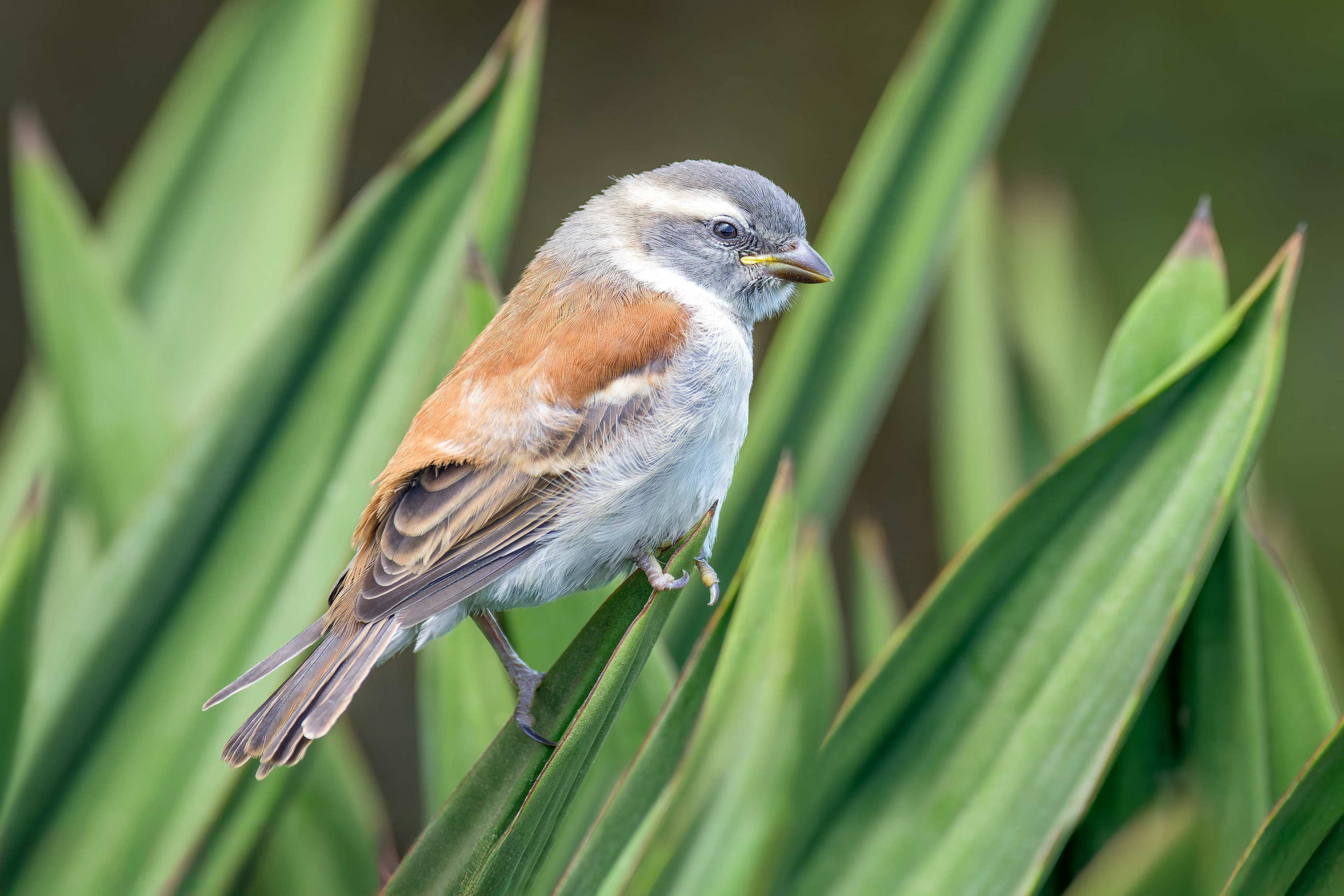 Cape Sparrow (Swakopmund, Namibia)