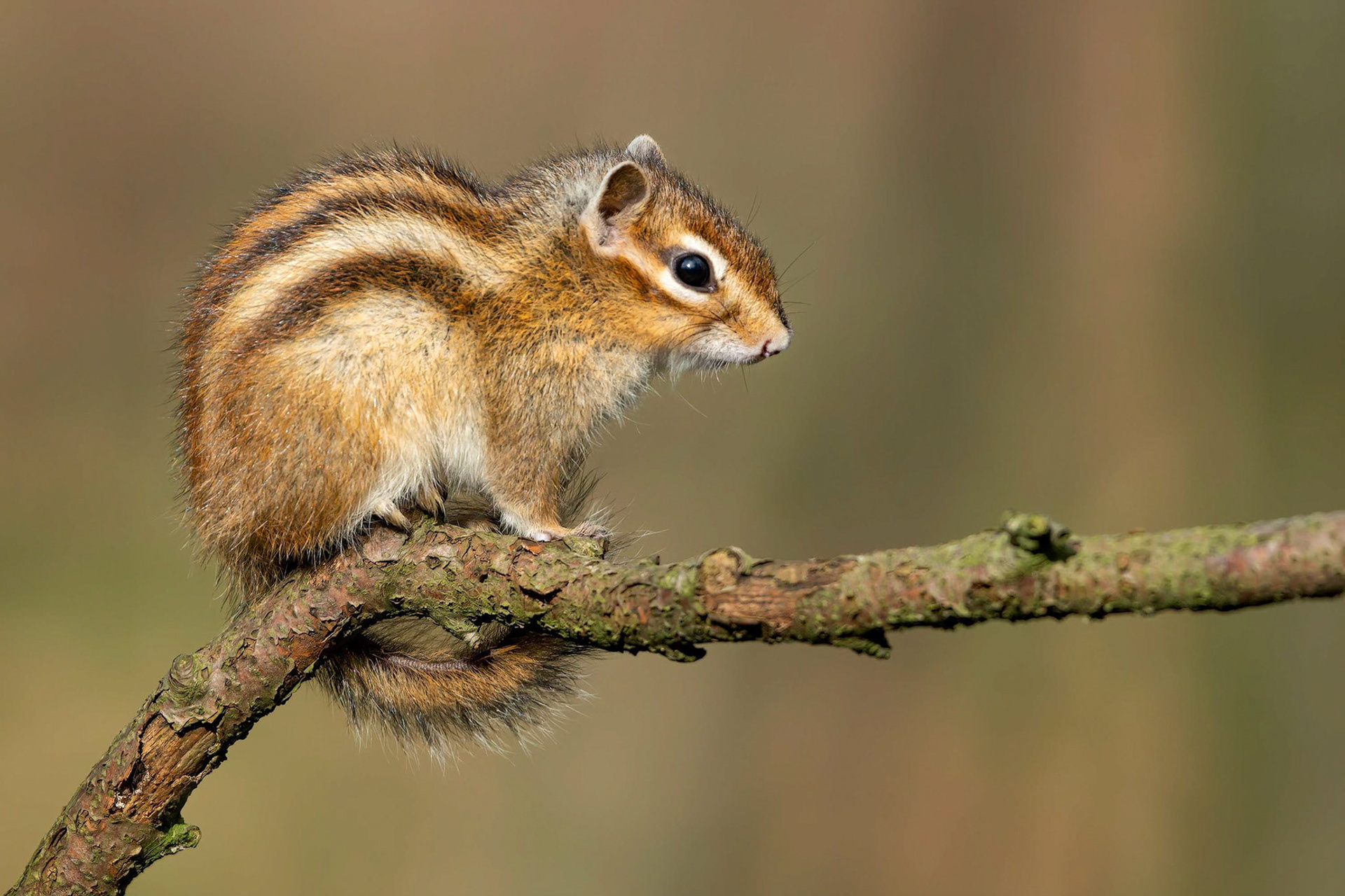 Siberian Chipmunk (Brussels, Belgium)