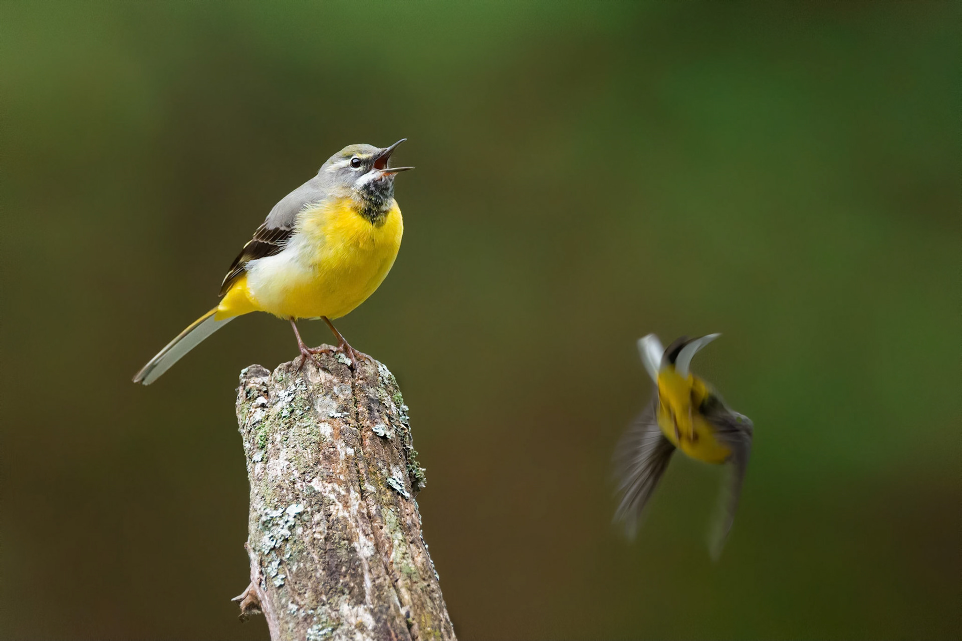 Grey Wagtail (Brussels, Belgium)