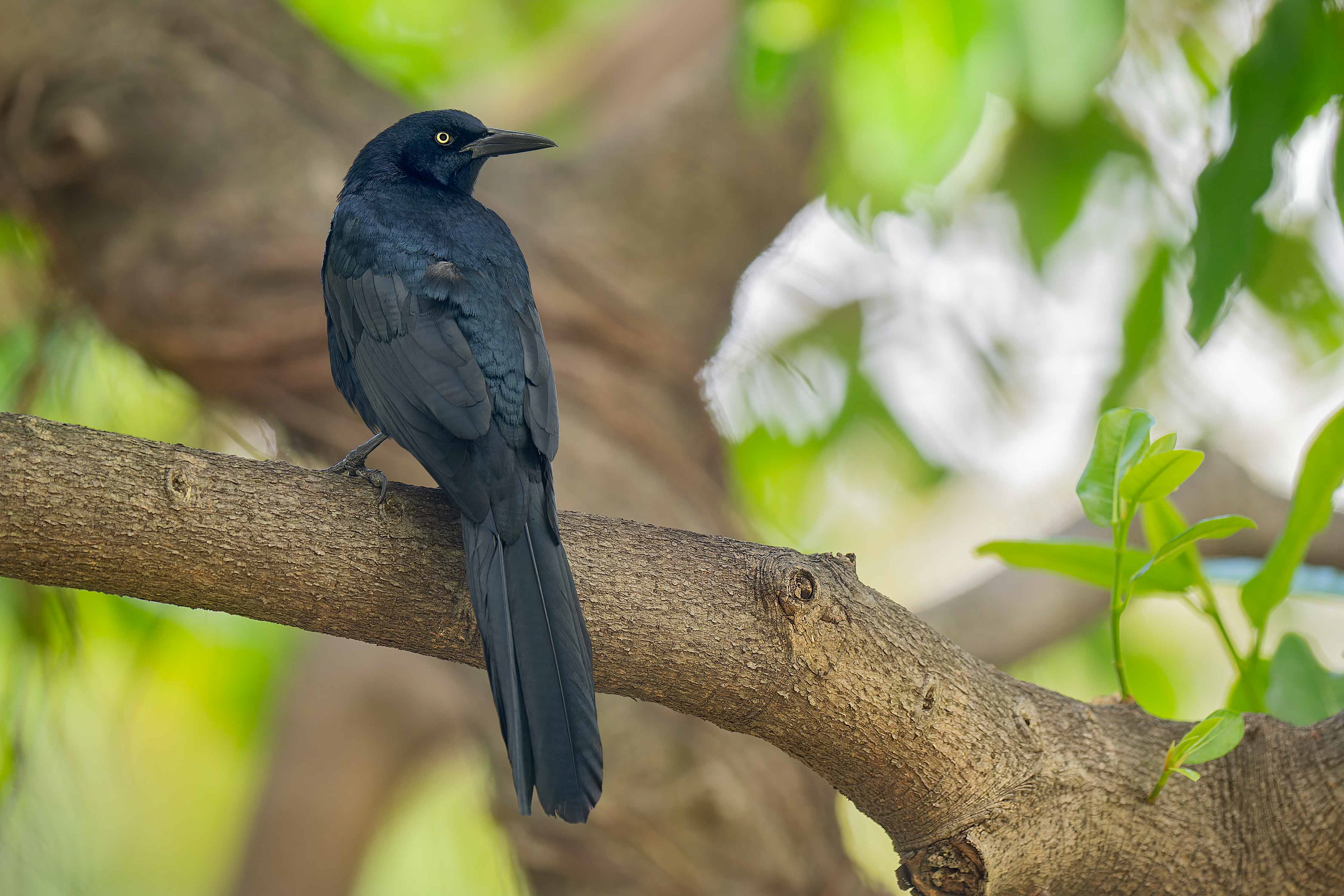Great-tailed Grackle (San Jose, Costa Rica)