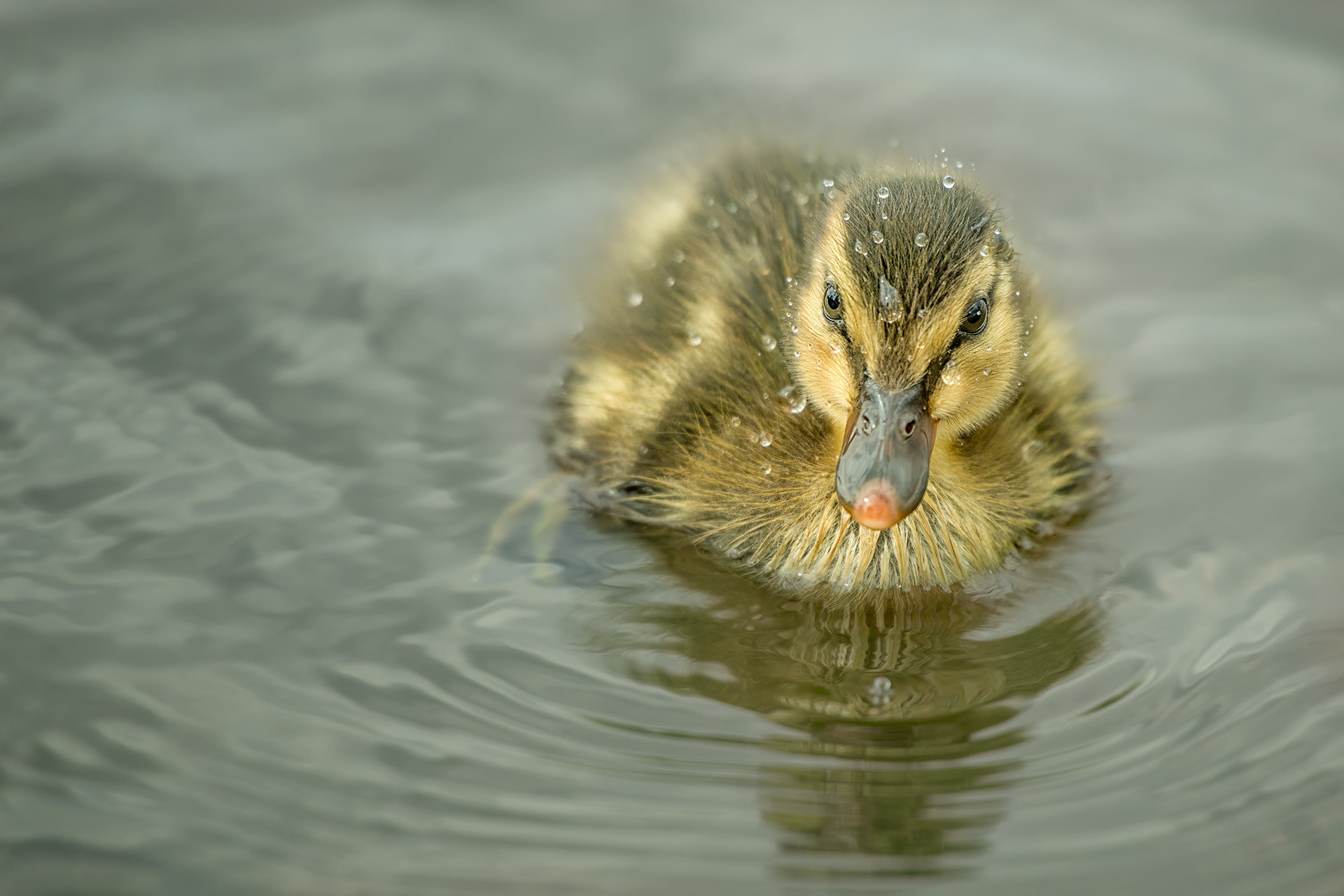 bird, juvenile mallard, Saint Valery sur Somme, France