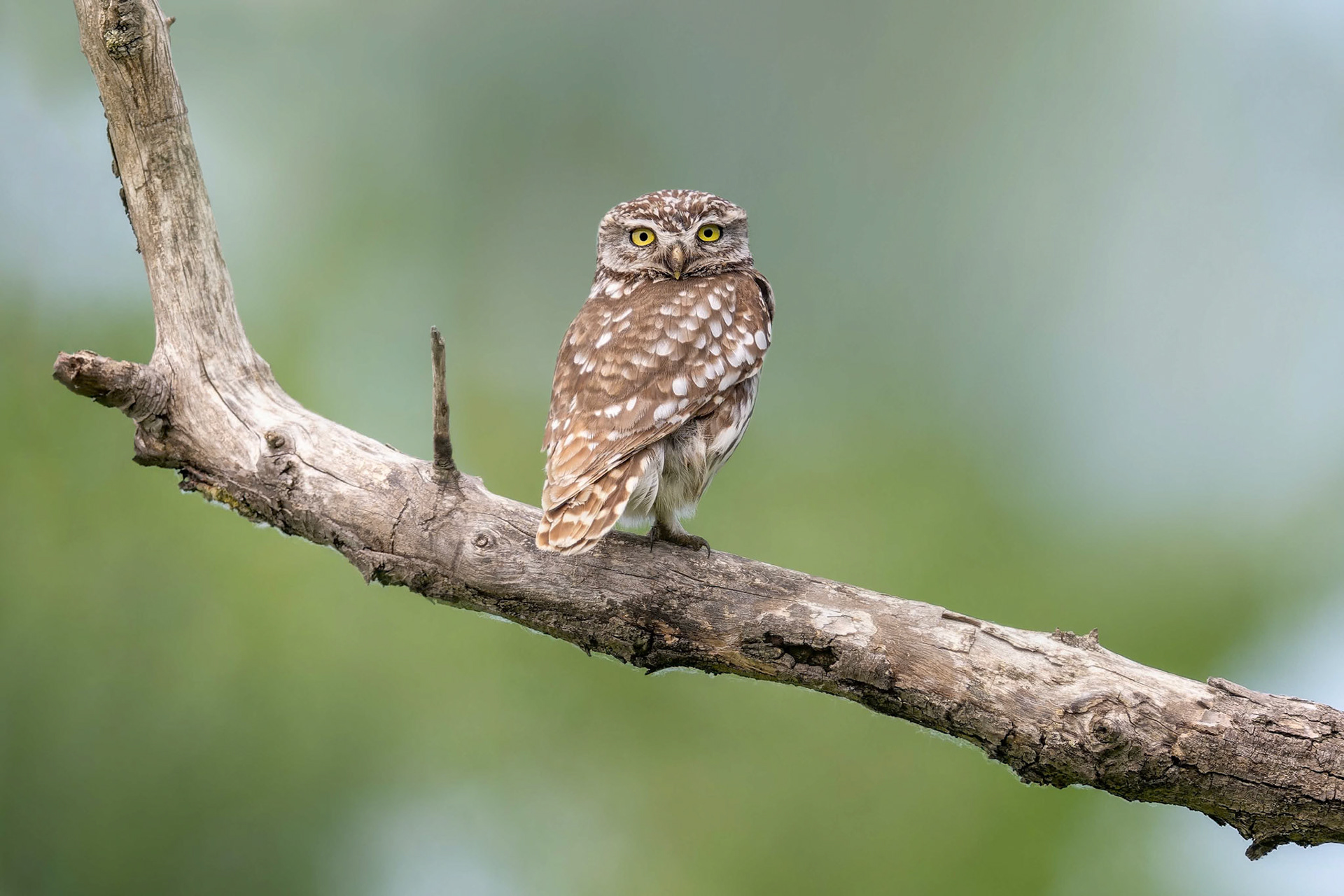 Little Owl (Kiskunsag, Hungary)