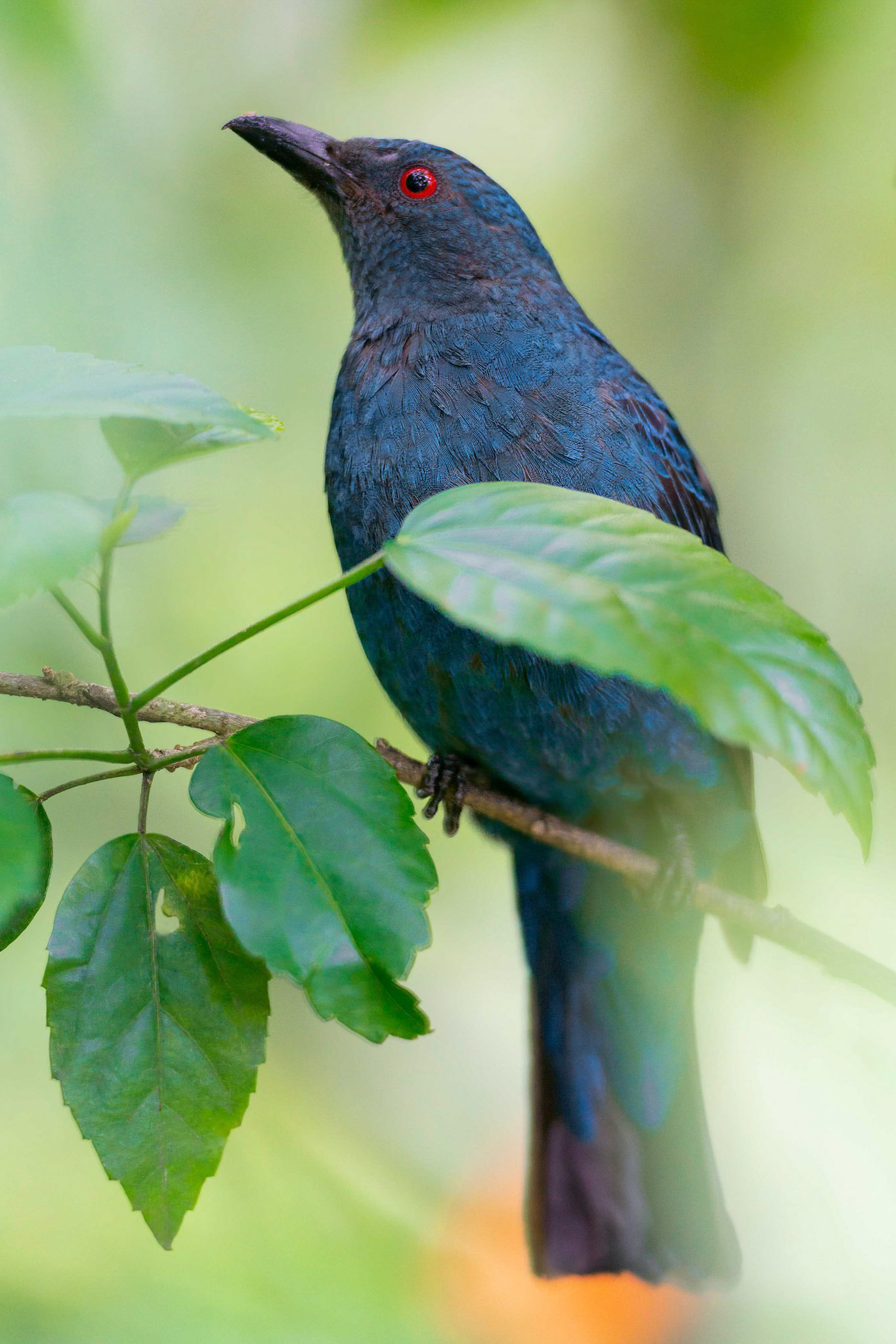 Asian Fairy Bluebird (Kuala Lumpur, Malaysia)