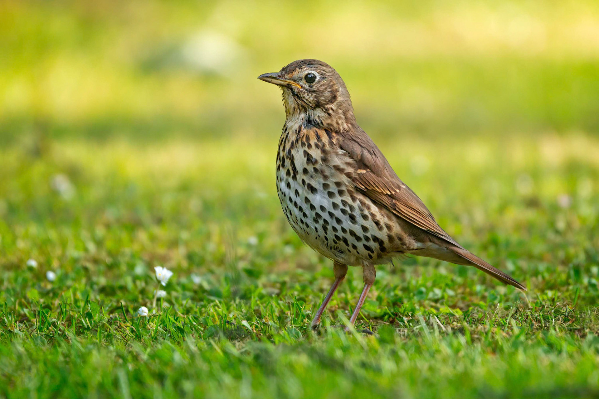 Song Thrush (Brussels, Belgium)