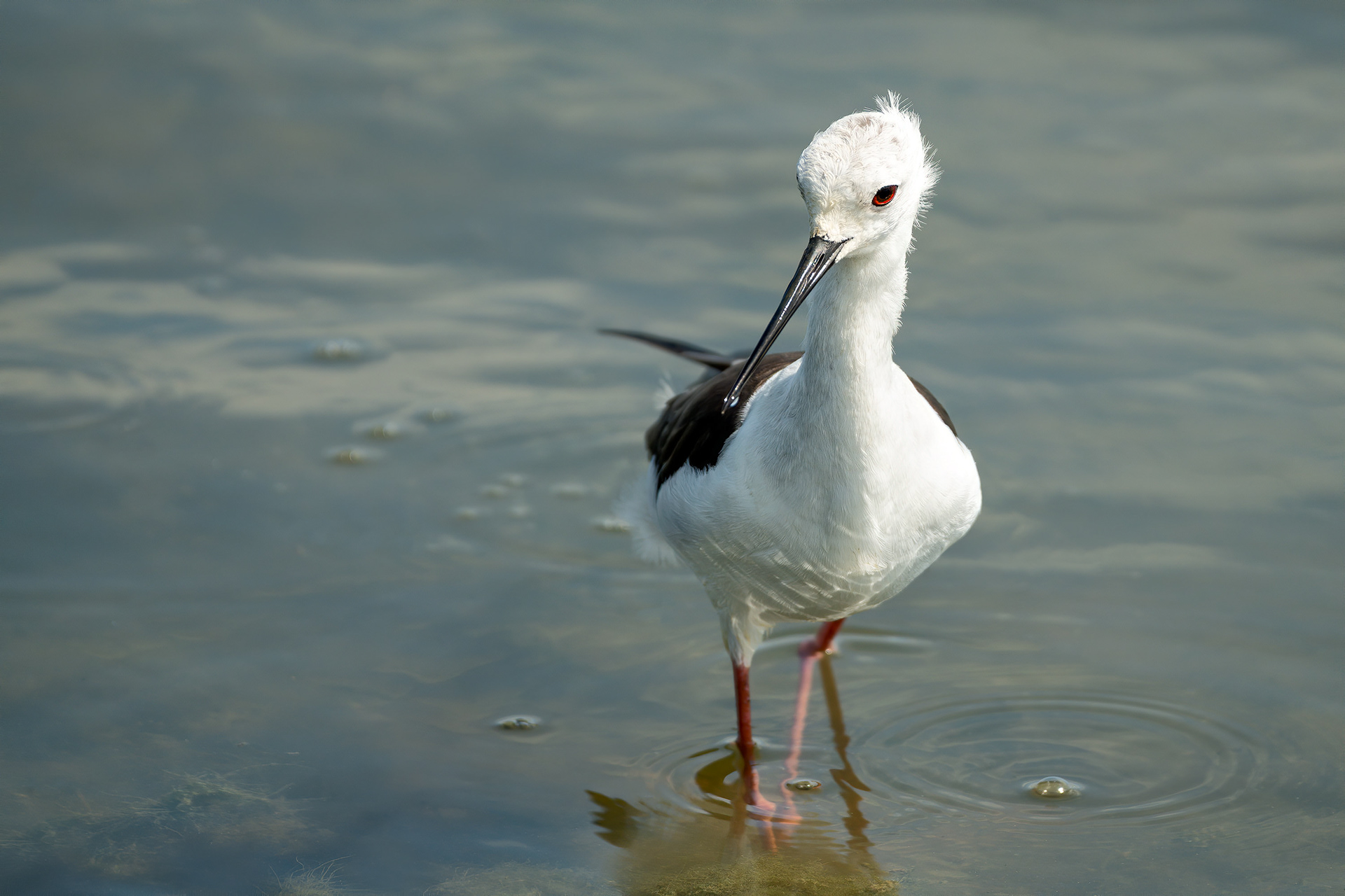 bird, black-winged stilt, Yala, Sri Lanka