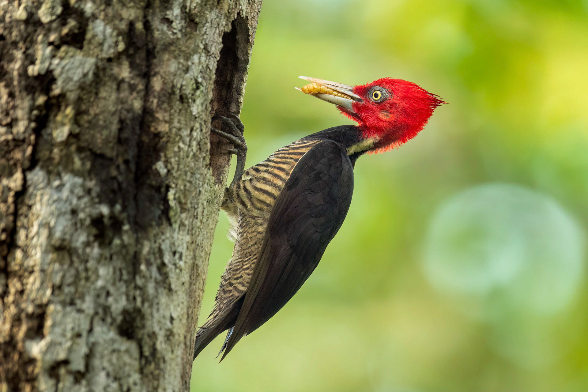 Pale-billed Woodpecker (Boca Tapada, Costa Rica)
