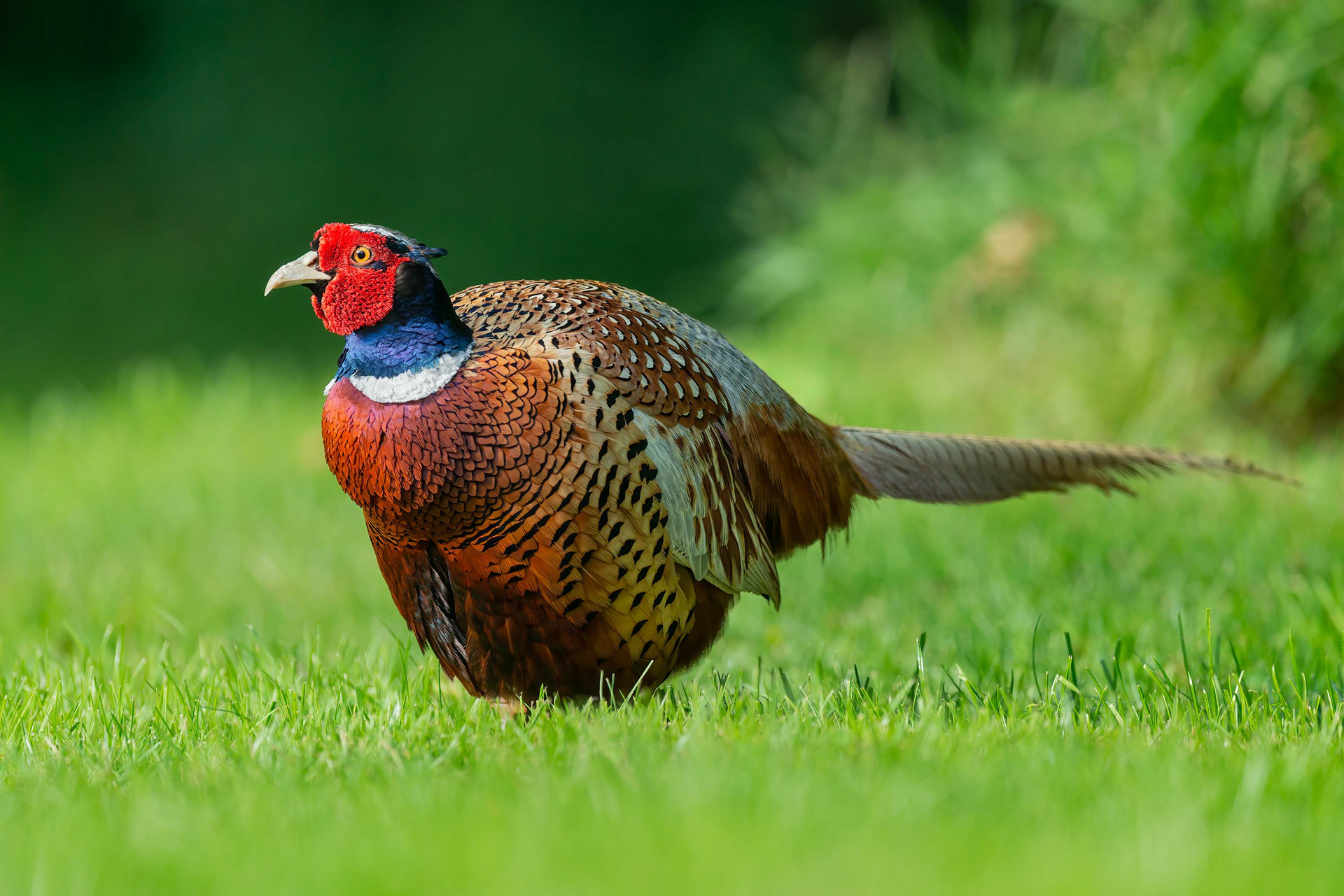 bird, common pheasant, Nivelles, Belgium
