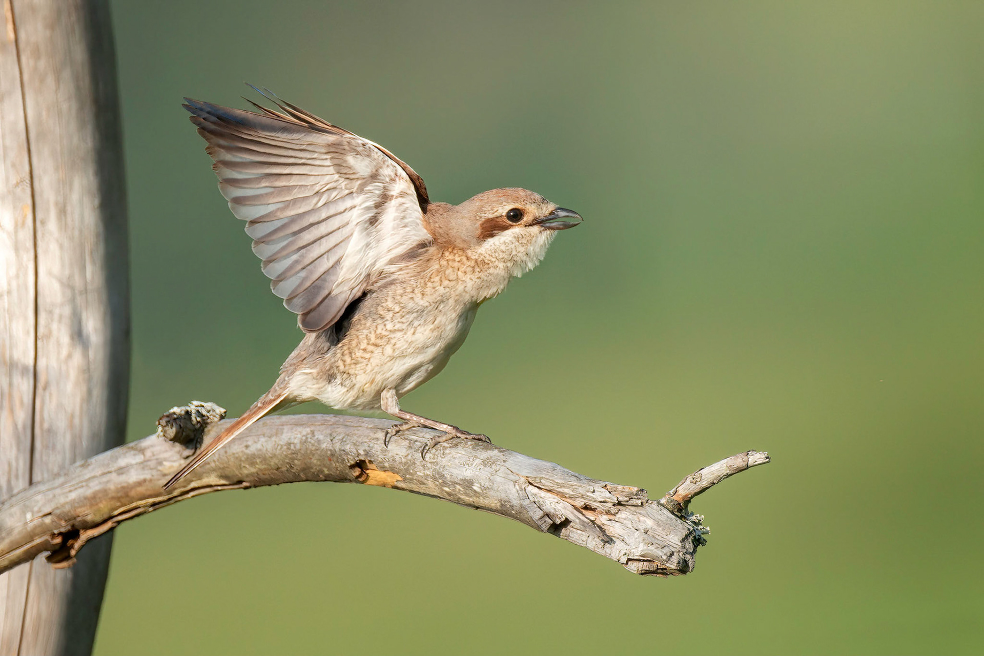 Red-backed Shrike (Masku, Finland)