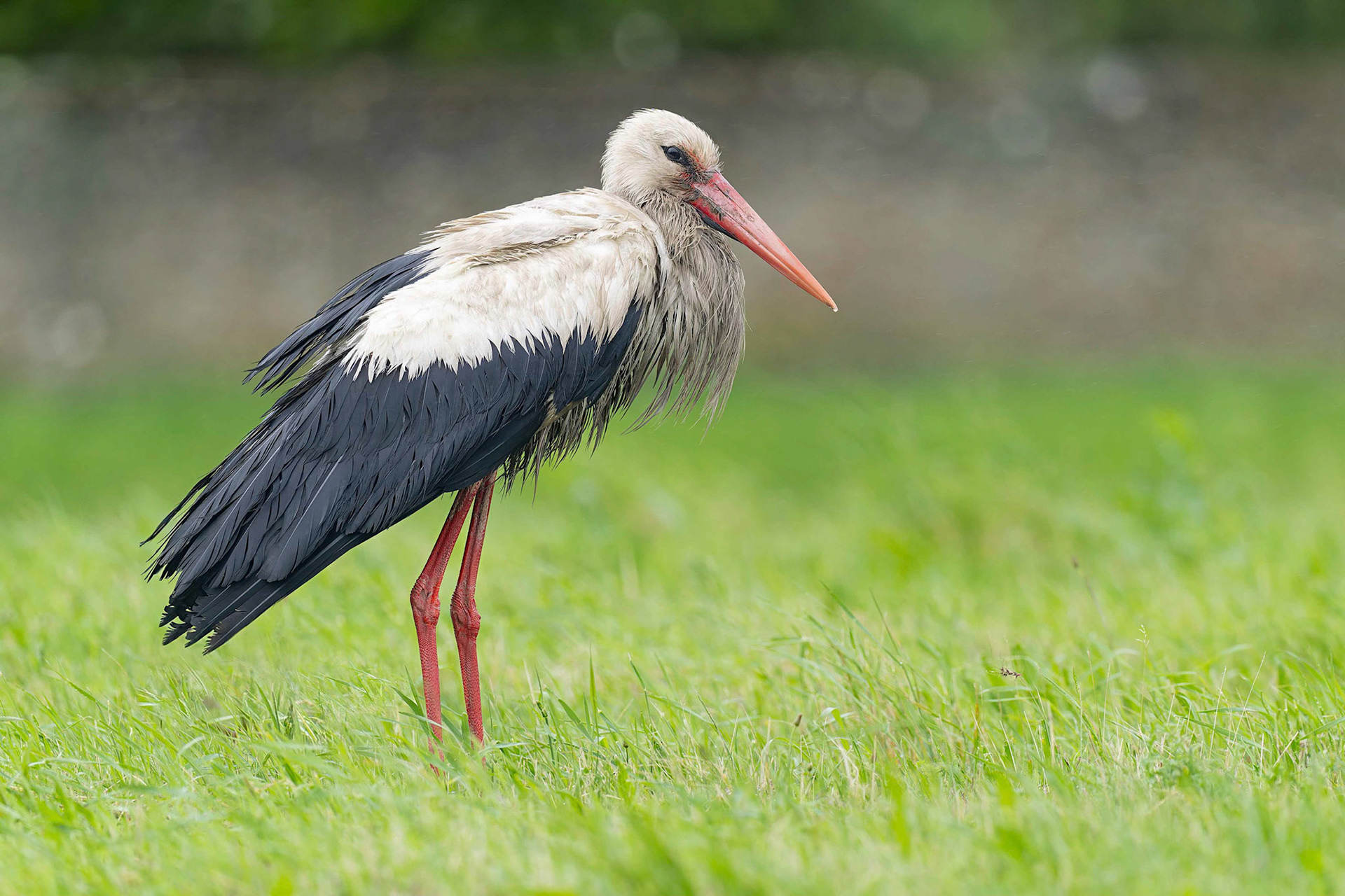 White Stork (Illmitz, Austria)