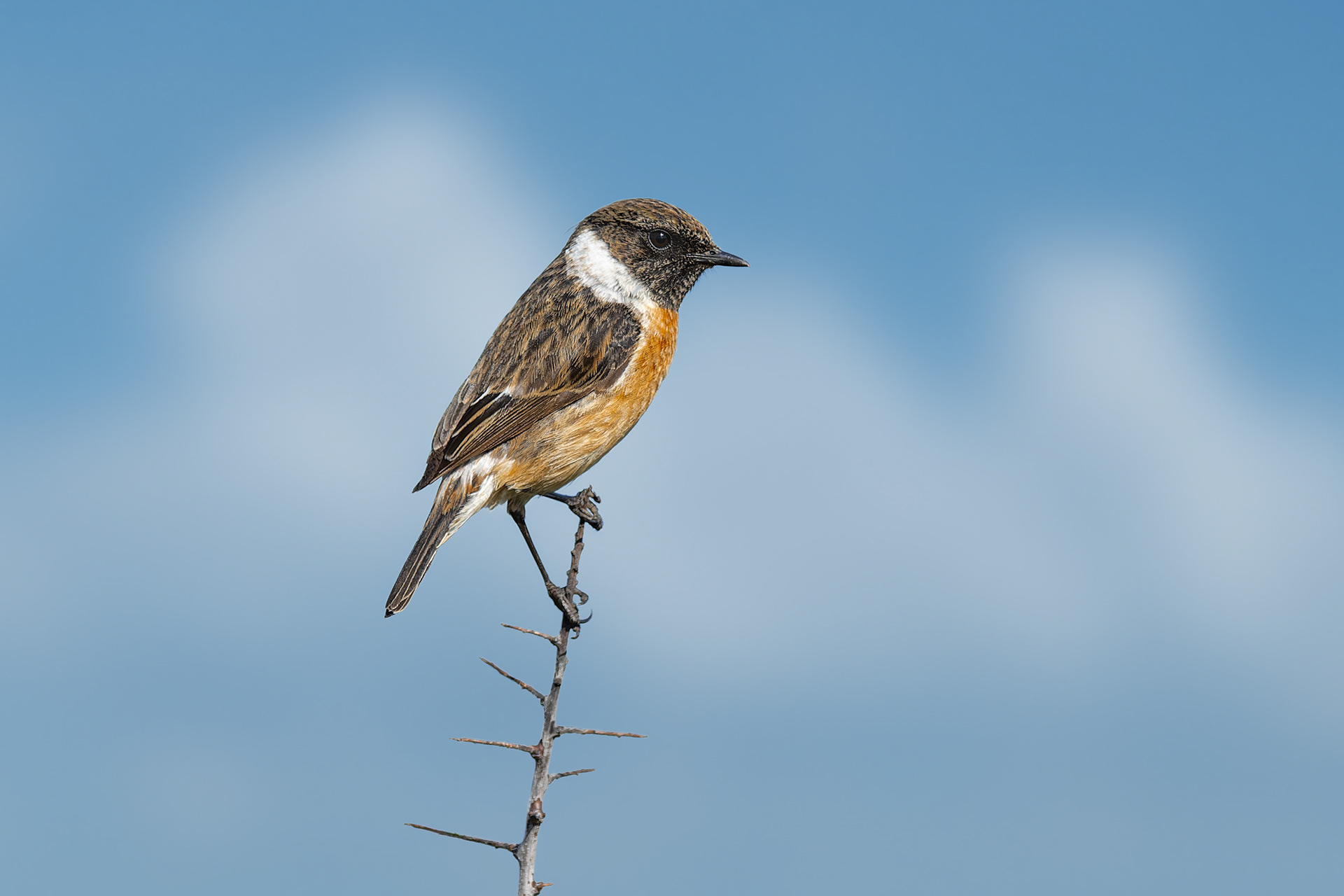 European Stonechat (Saint Malo, France)