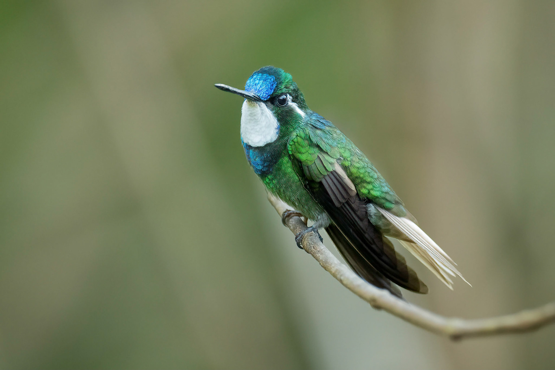 White-throated Mountain-Gem (Savegre, Costa Rica)
