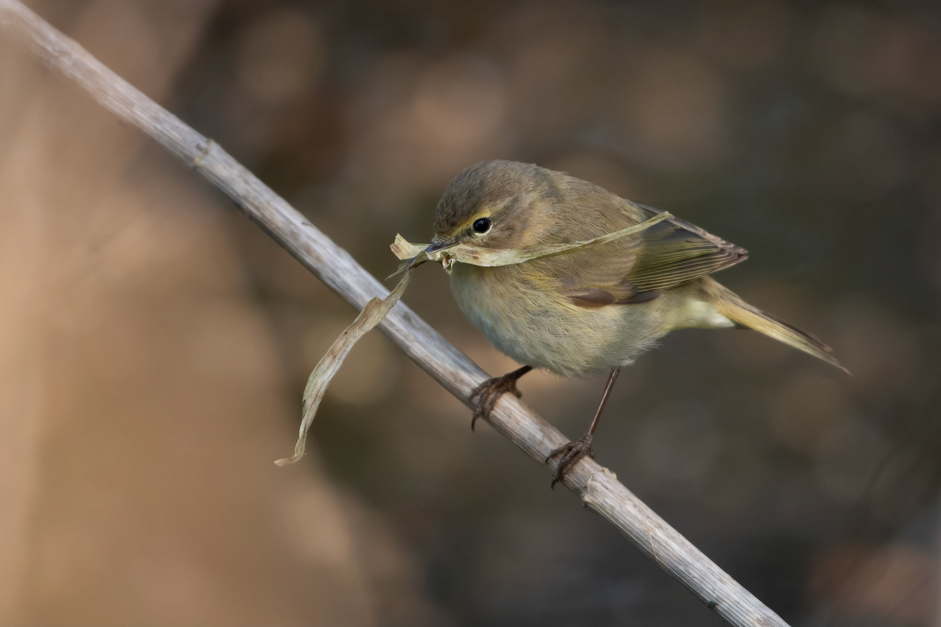 Common Chiffchaff (Huldenberg, Belgium)