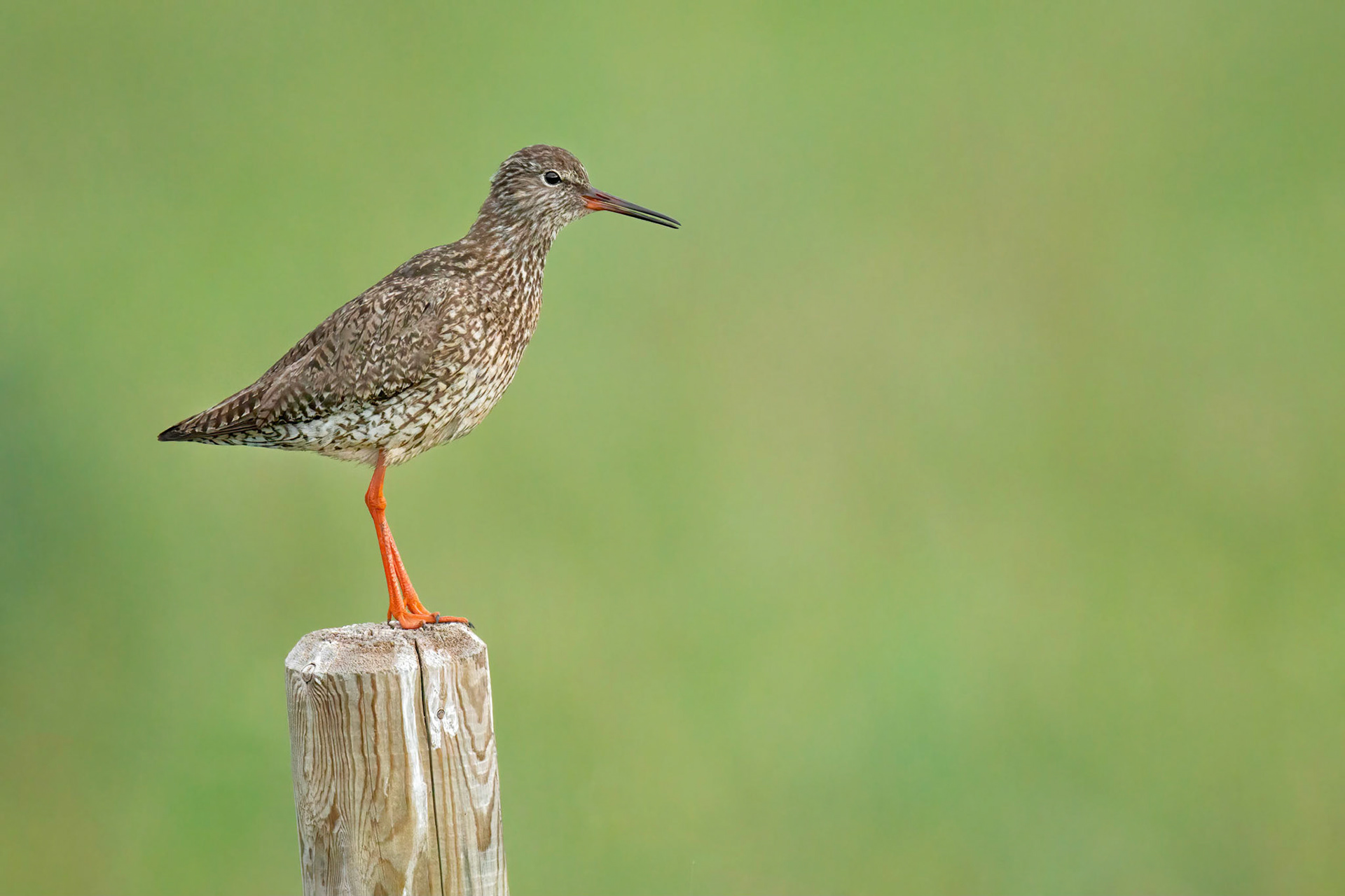 Common Redshank (Mietoinen, Finland)