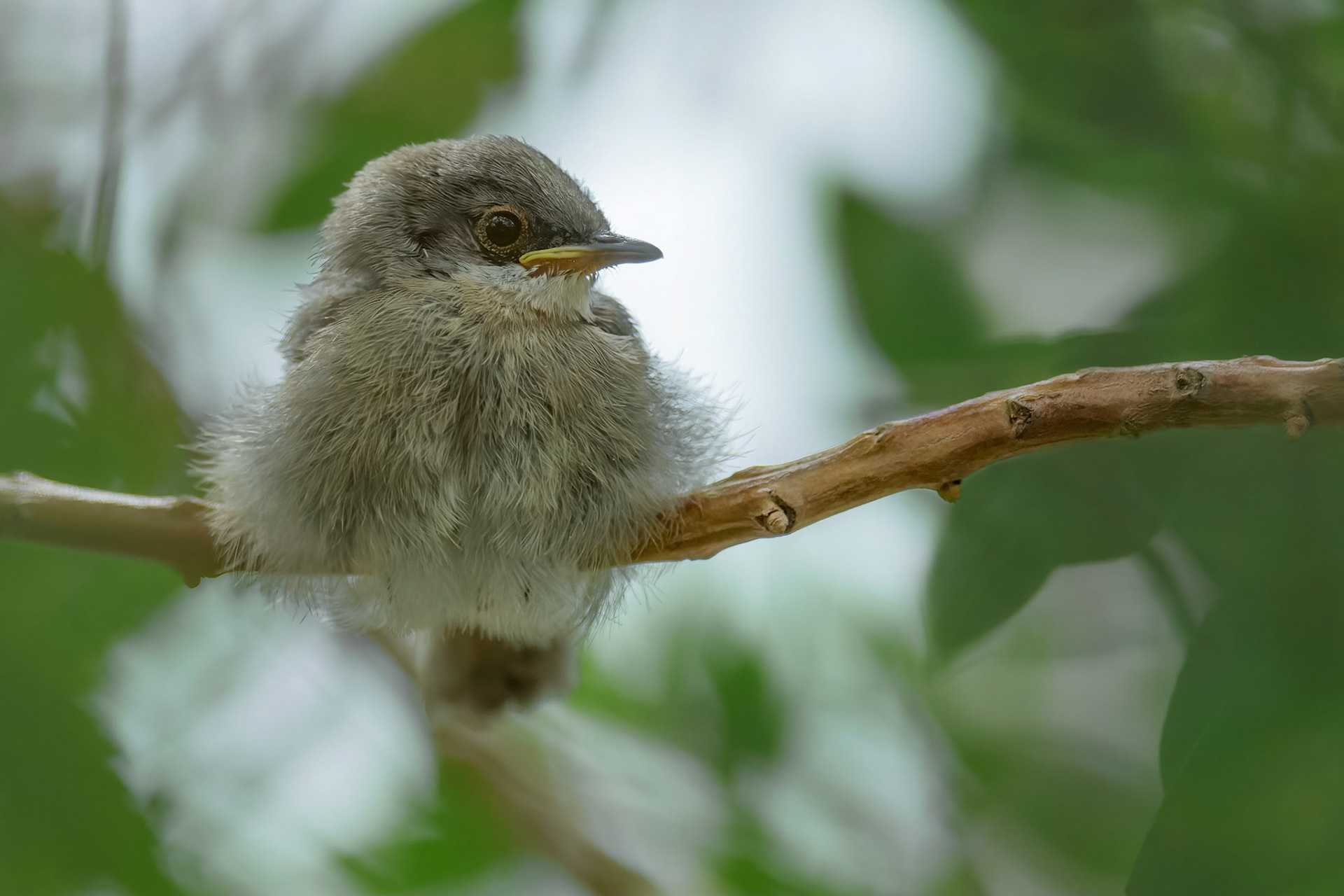 Sardinian Warbler (Porto Conte, Italy)
