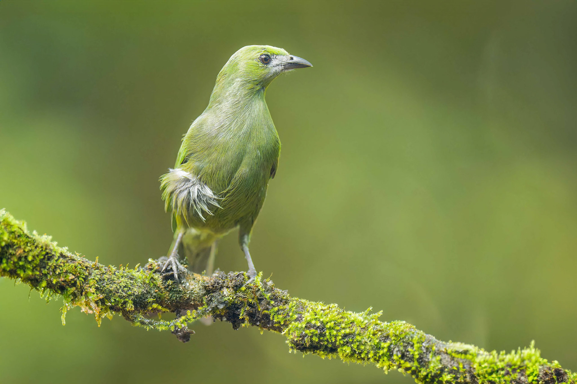 Palm Tanager (Arenal, Costa Rica)