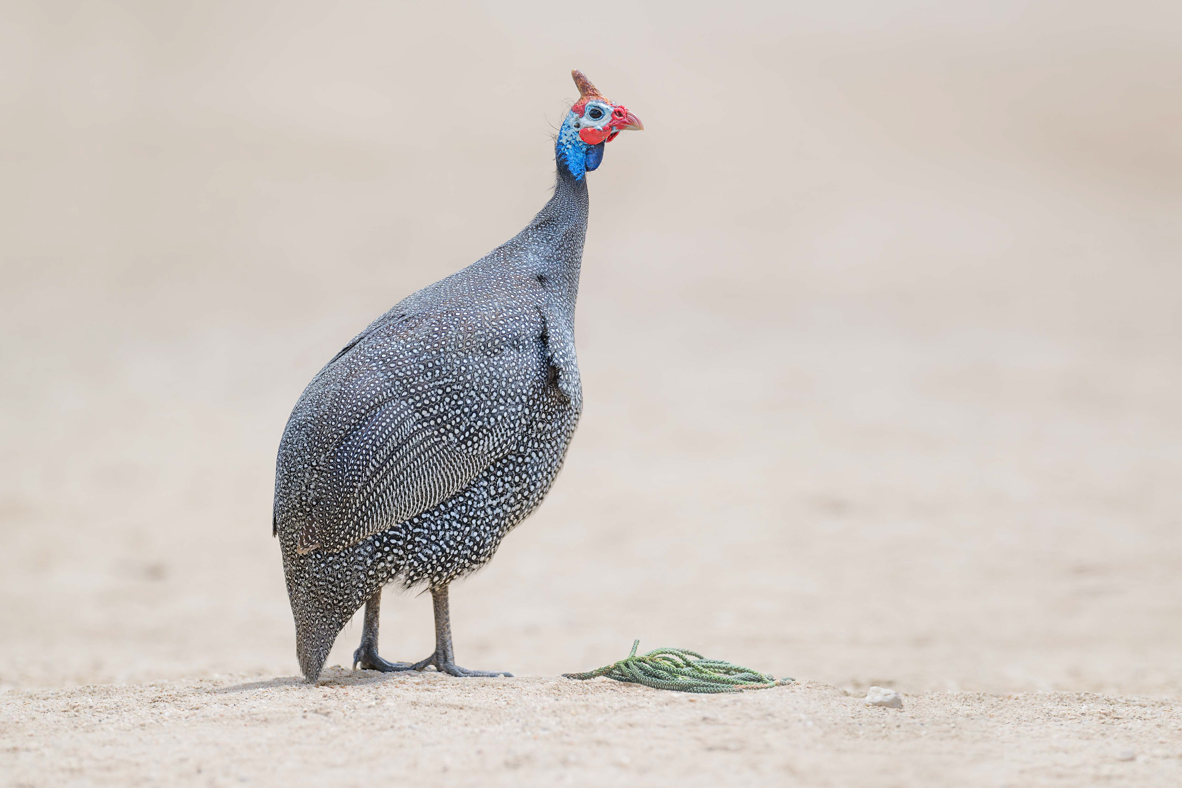 Helmeted Guineafowl (Swakopmund, Namibia)