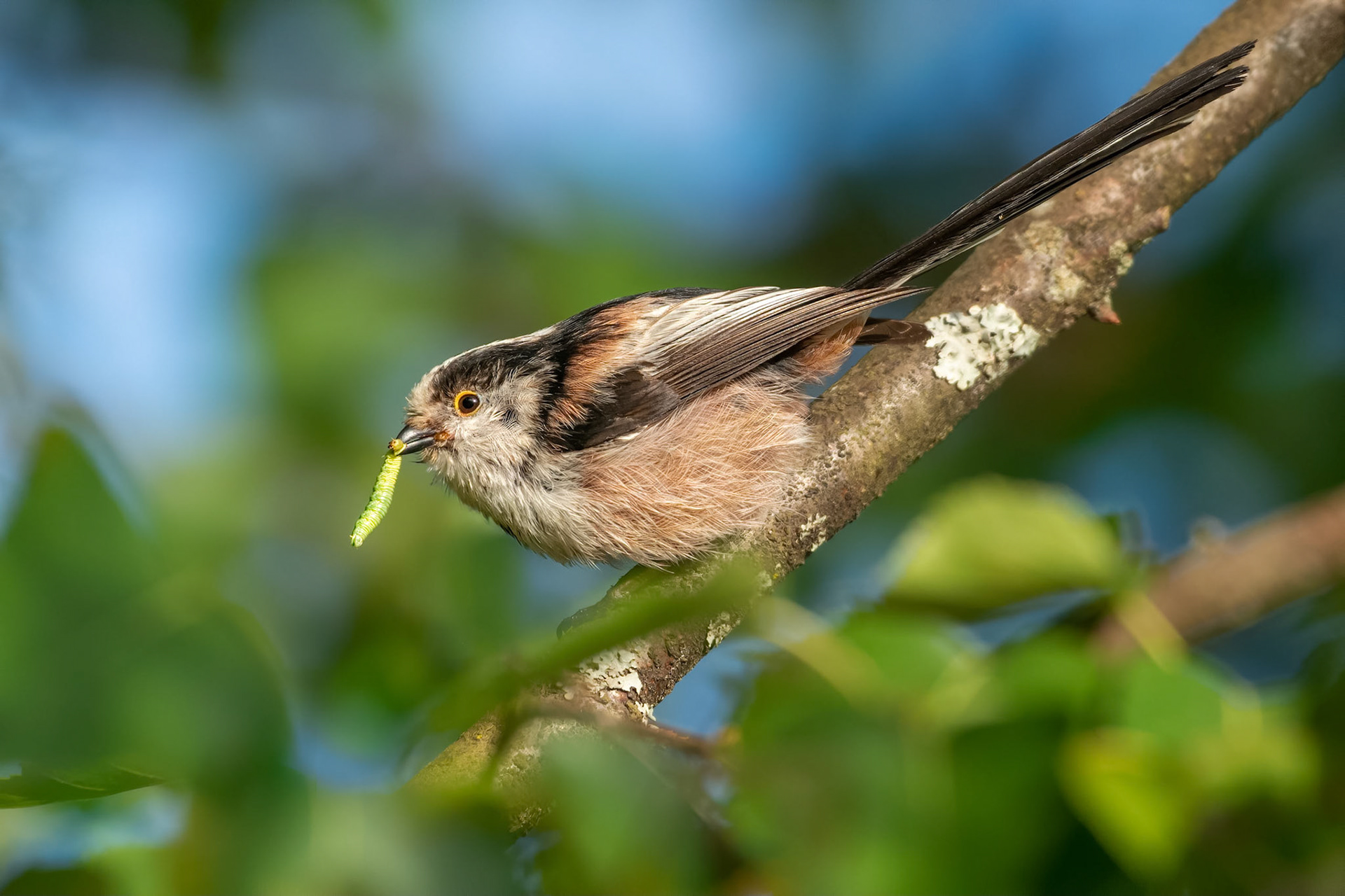 Long-tailed Tit (Brussels, Belgium)