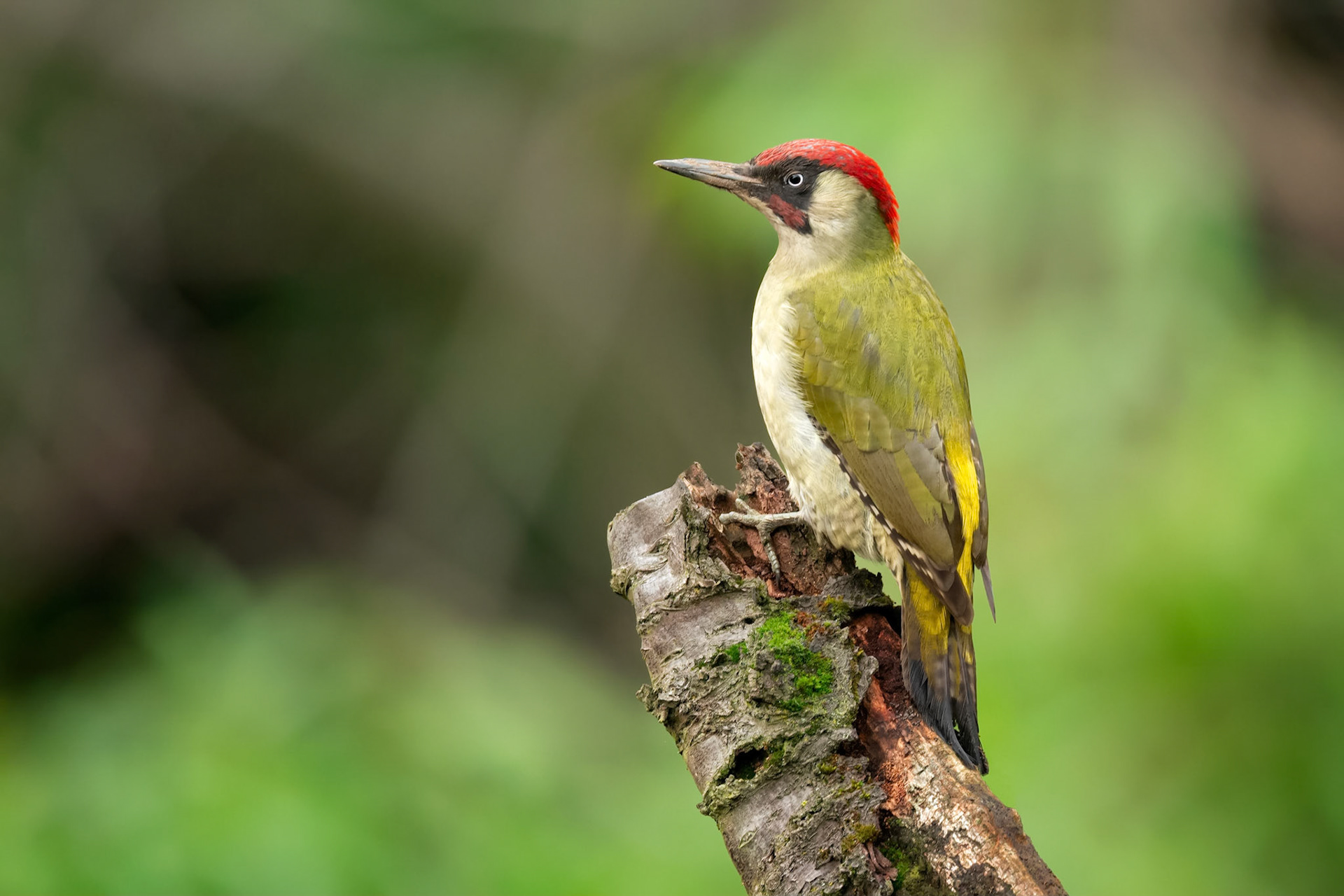 Eurasian Green Woodpecker (Brussels, Belgium)