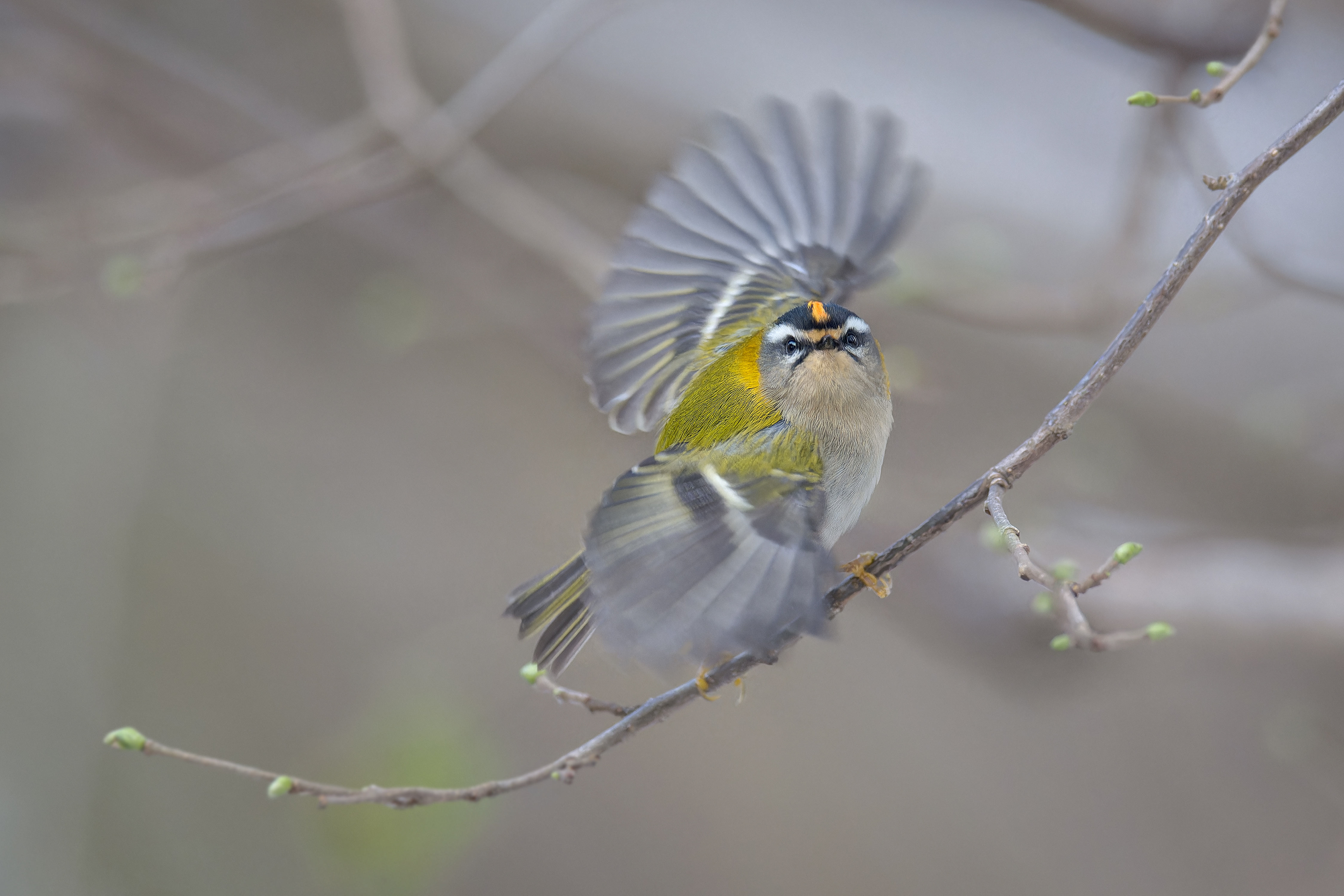 Common Firecrest (Brussels, Belgium)