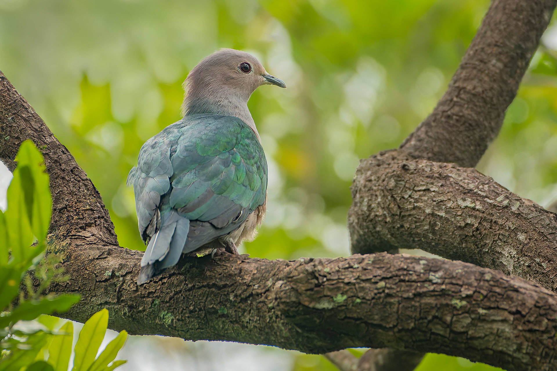 Green Imperial-Pigeon (Tissa, Sri Lanka) 