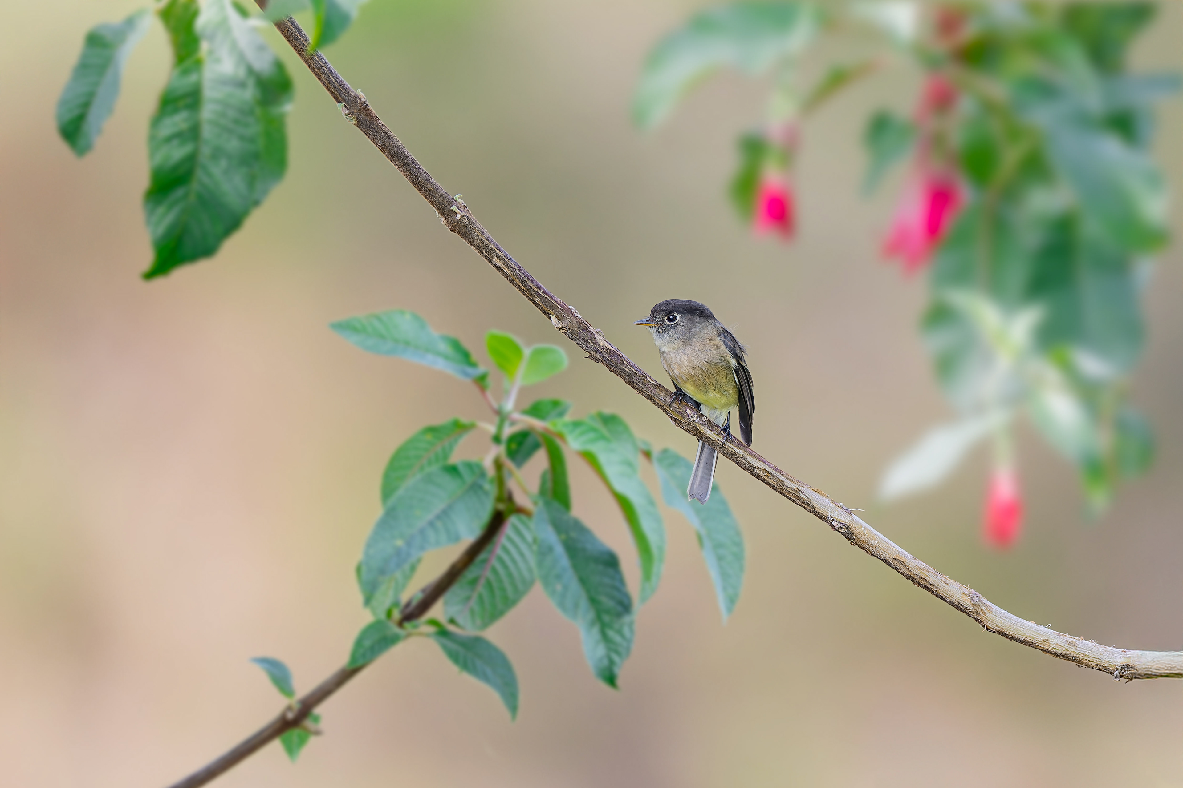 Black-capped Flycatcher (Savegre, Costa Rica)